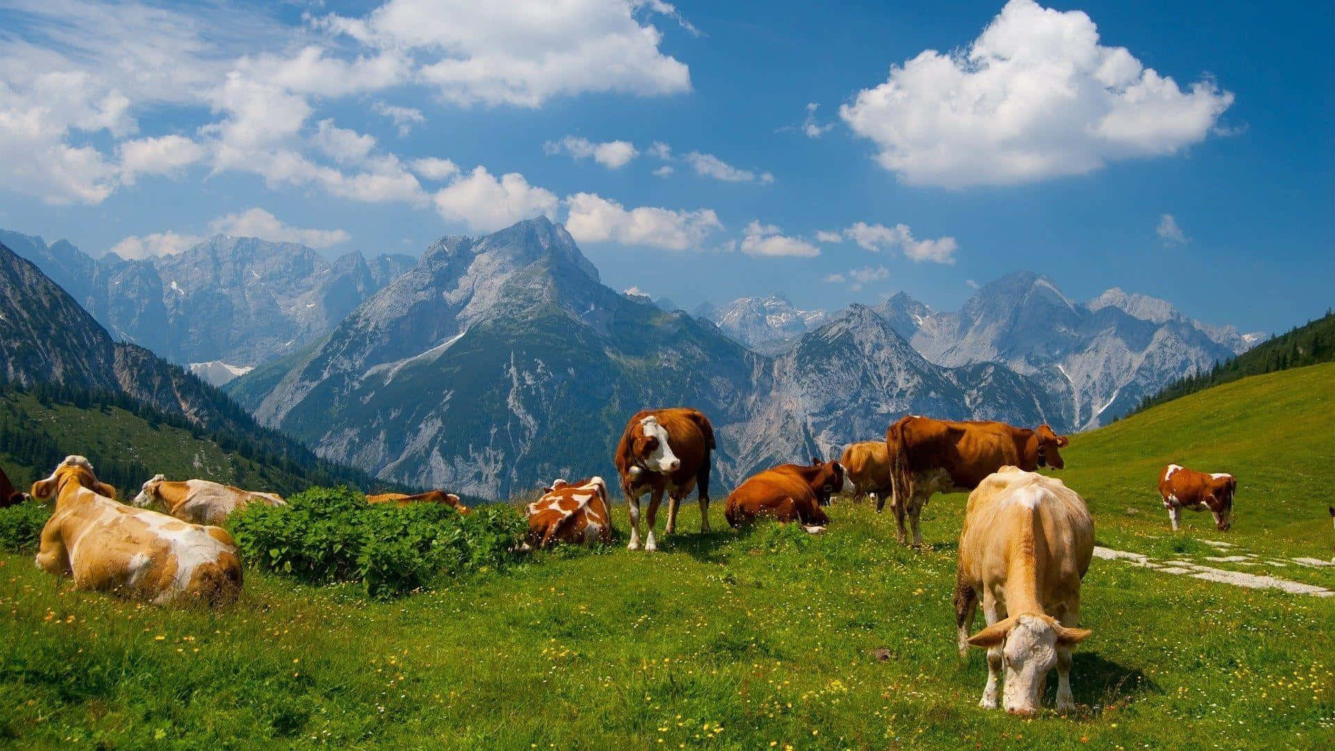 Farm 桌布 壁紙 — 牛群在陽光明媚的綠色草地上平靜地吃草，雄偉的雪山在明亮的藍天下聳立，點綴著蓬鬆的白雲。