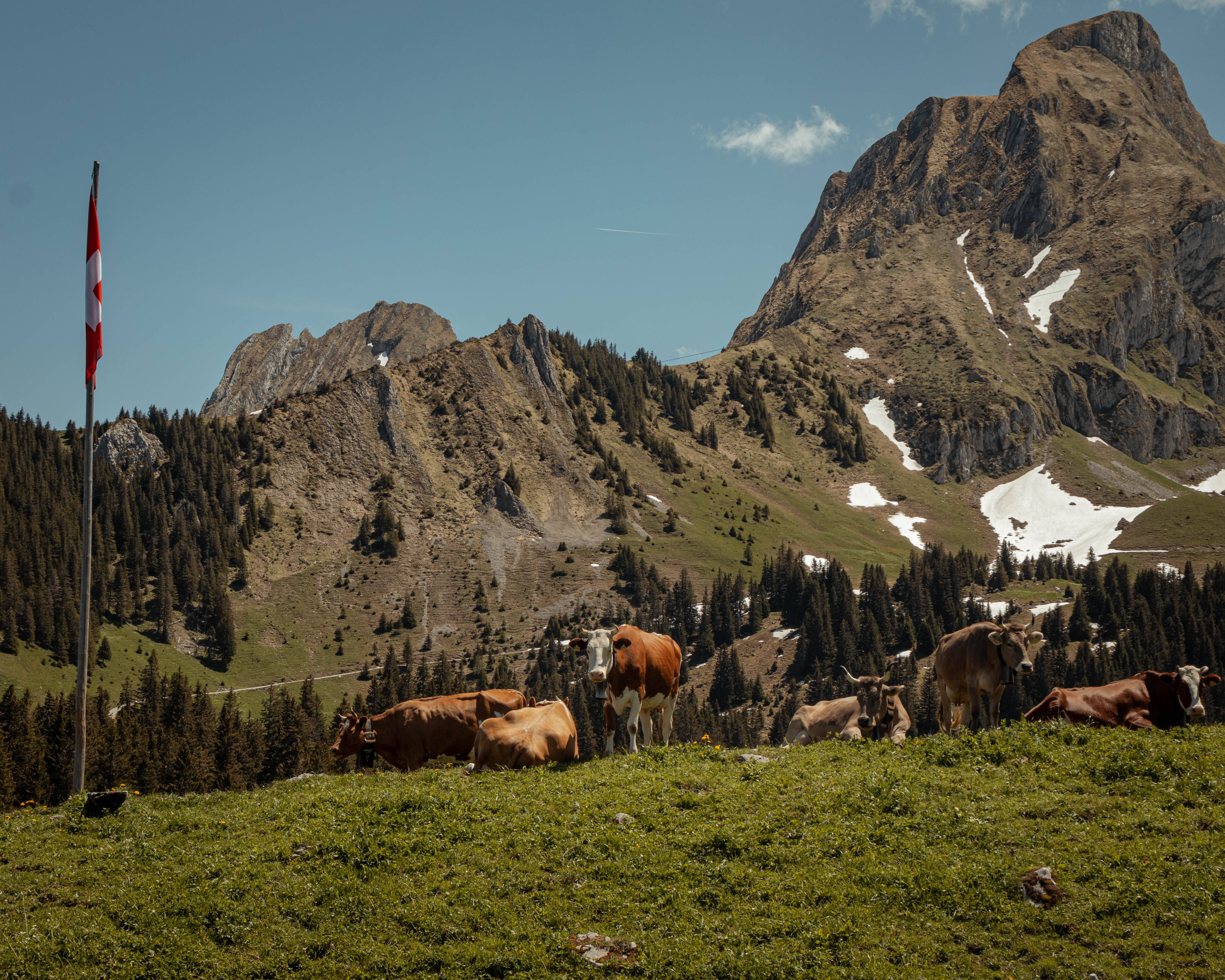 Cute Cow 桌布 壁紙 — 牛群在陽光照耀的高山草地上平靜地吃草，背景是高聳的岩石山峰，殘留著雪跡，一面瑞士國旗隨風飄揚。