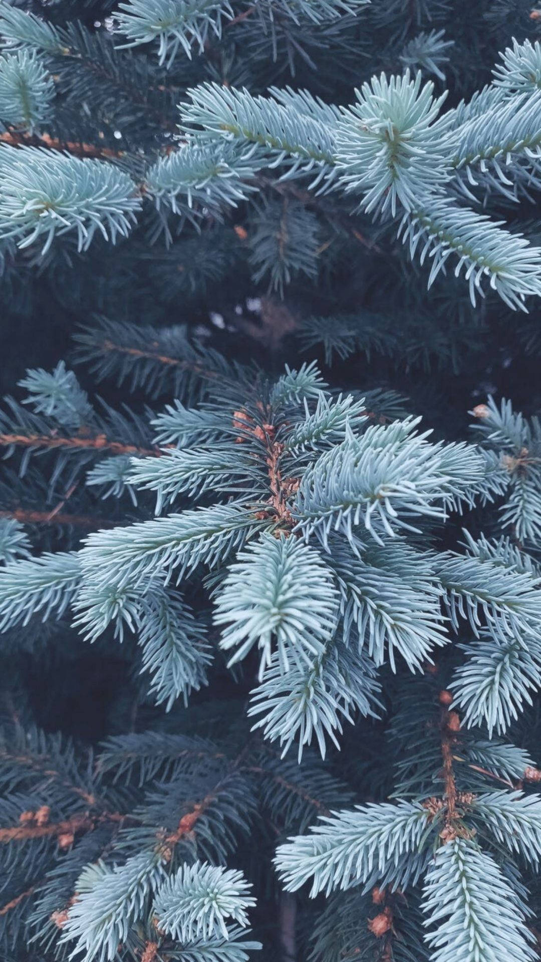 Cute Winter iPhone 桌布 壁紙 — 特寫：在黑暗森林背景下，結霜的常綠樹枝與冰藍色針葉。