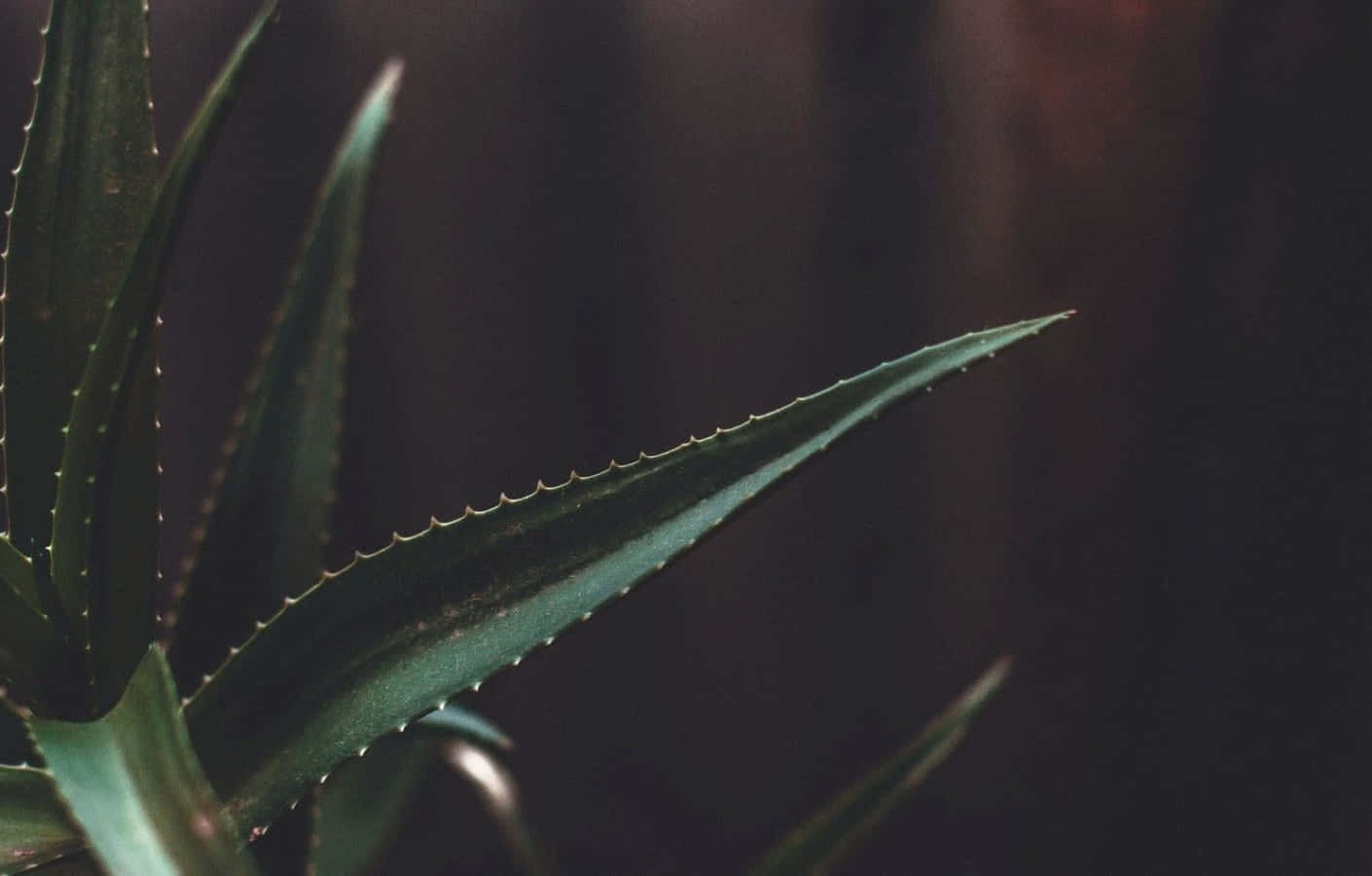succulent 桌布 壁紙 — 特寫：帶有鋸齒邊緣的多刺蘆薈葉子，背景為深色模糊。