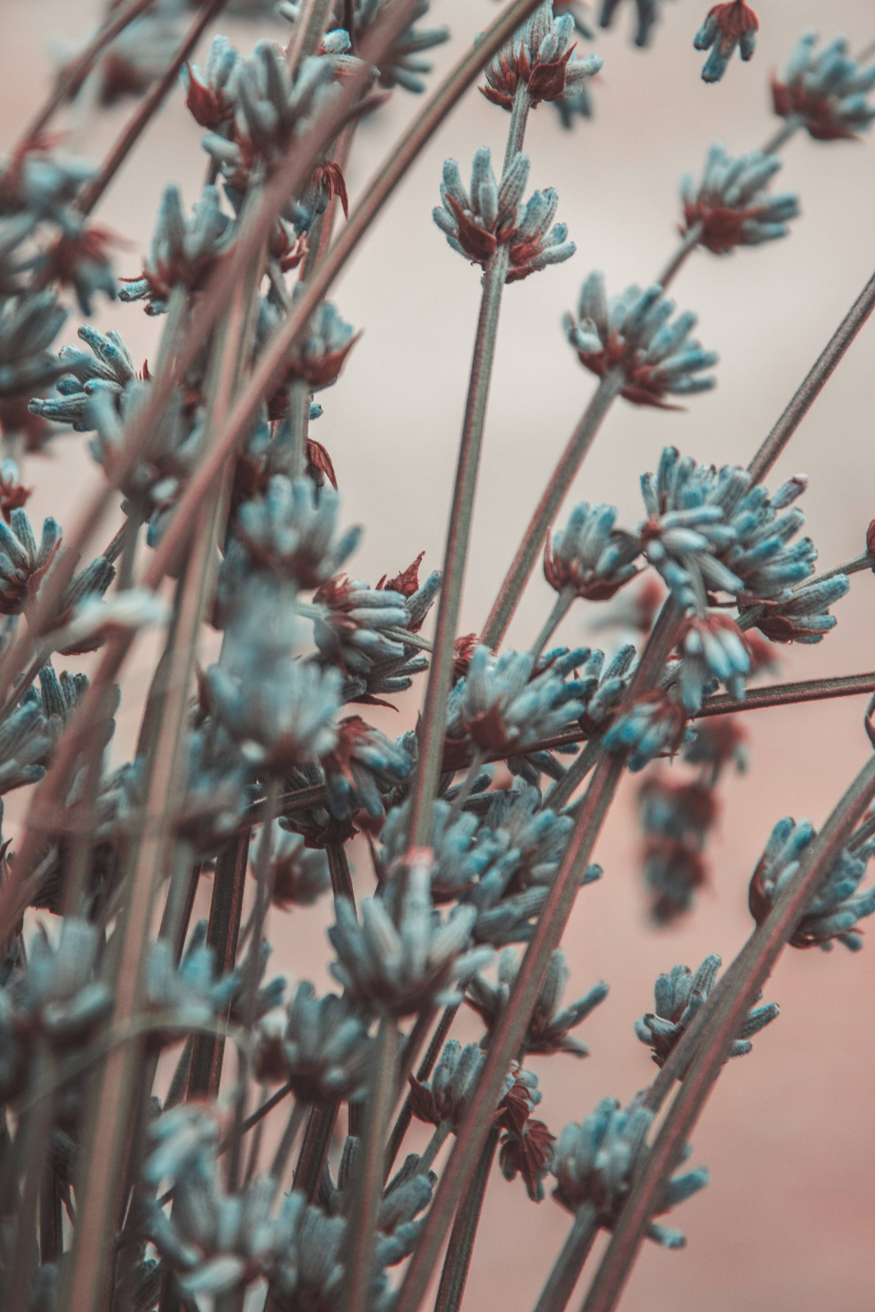 Lavender 桌布 壁紙 — 特寫：細緻的藍綠色花簇，生長在纖細的莖上，背景是柔和的粉紅色。