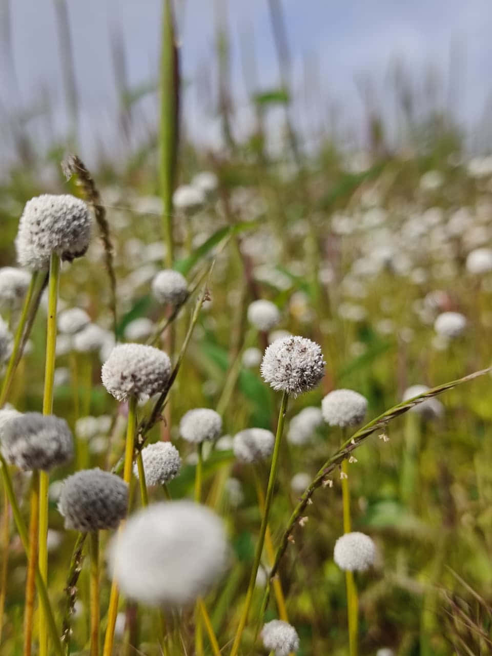 White blossoms 壁紙 — 特寫：陽光普照的草地上，細長的綠色莖上長有蓬鬆白色球狀種子頭，背景模糊。