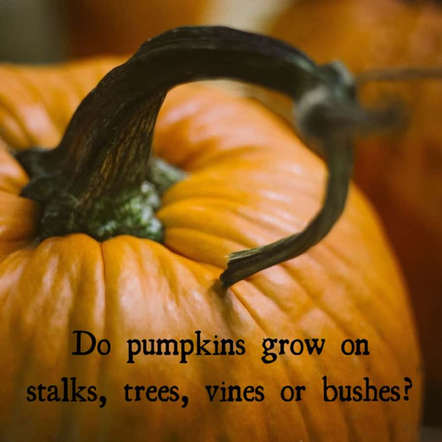 Halloween Trivia 桌布 壁紙 — 特寫一個充滿活力的橙色南瓜，帶有彎曲的深綠色莖，背景是模糊的秋日景色。