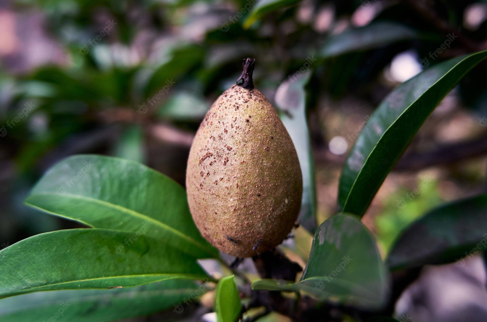 Fruit 桌布 壁紙 — 特寫一個有斑點的棕色果實掛在樹枝上，周圍是茂密的綠葉。