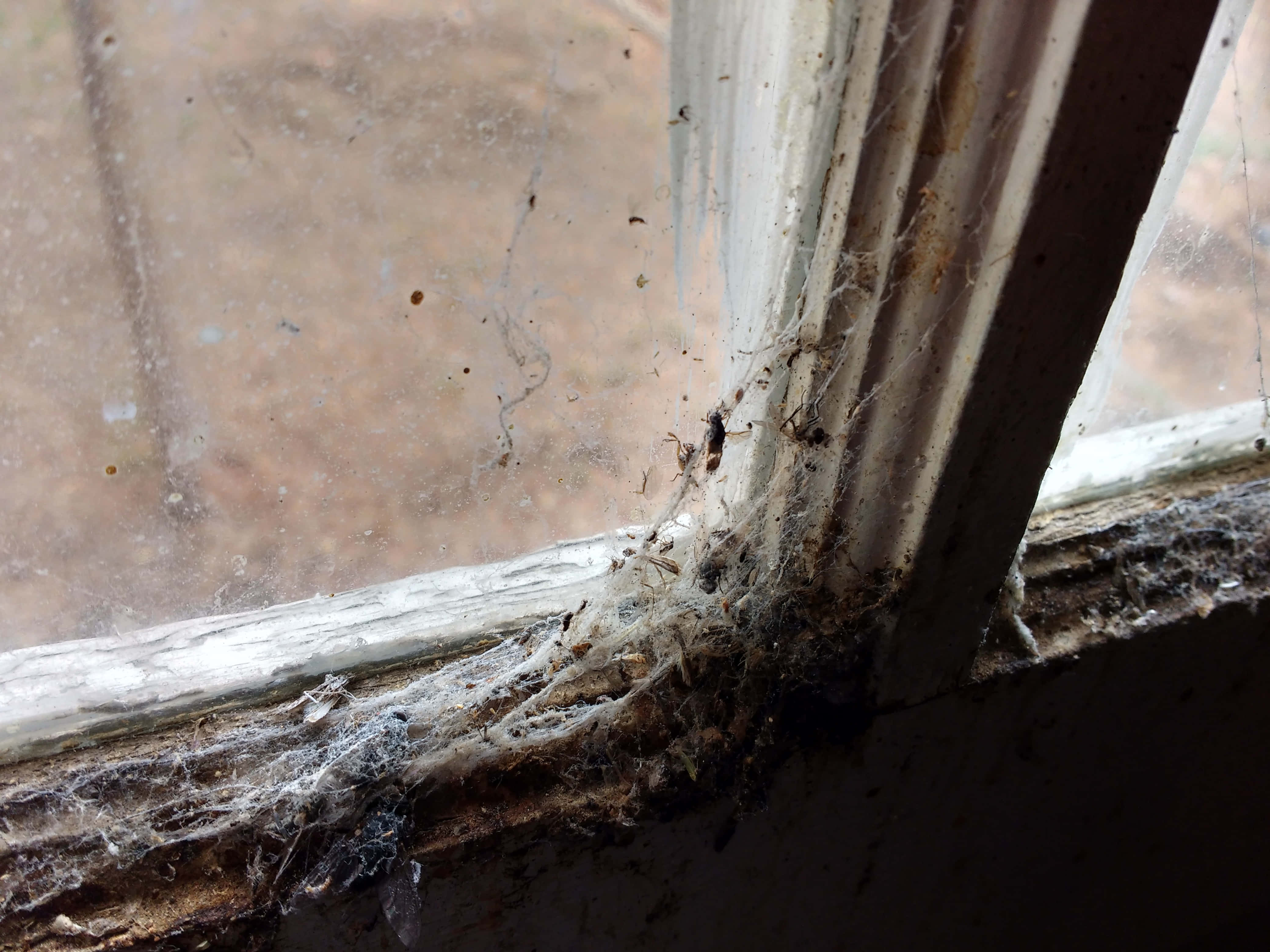 Cobwebs 桌布 壁紙 — 特寫一個骯髒的窗角，佈滿厚厚的蜘蛛網和灰塵，室外景色模糊。