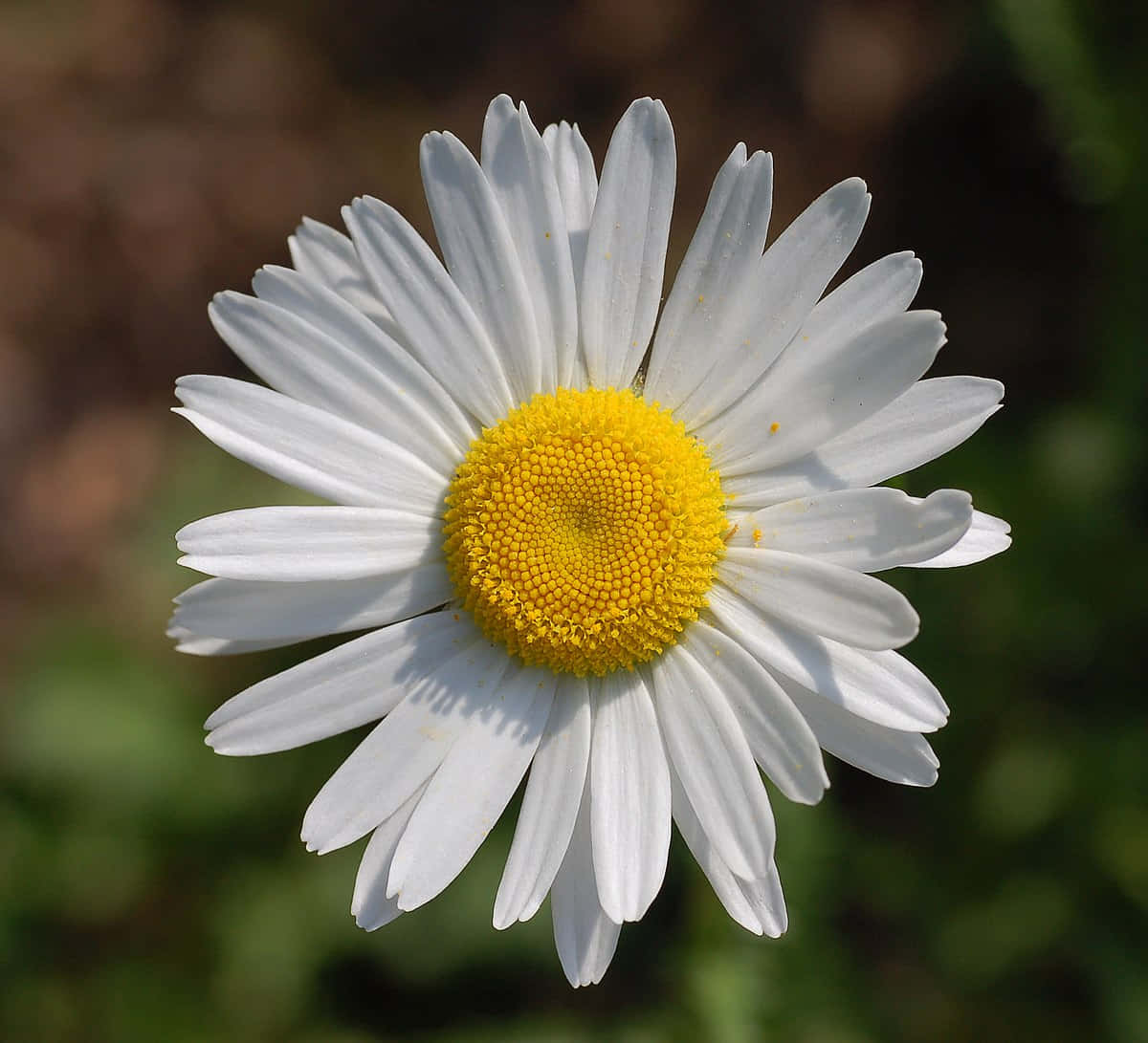 Daisy 桌布 壁紙 — 特寫一朵充滿活力的雛菊，擁有純白花瓣和亮黃色花心，背景是柔和模糊的自然景色。
