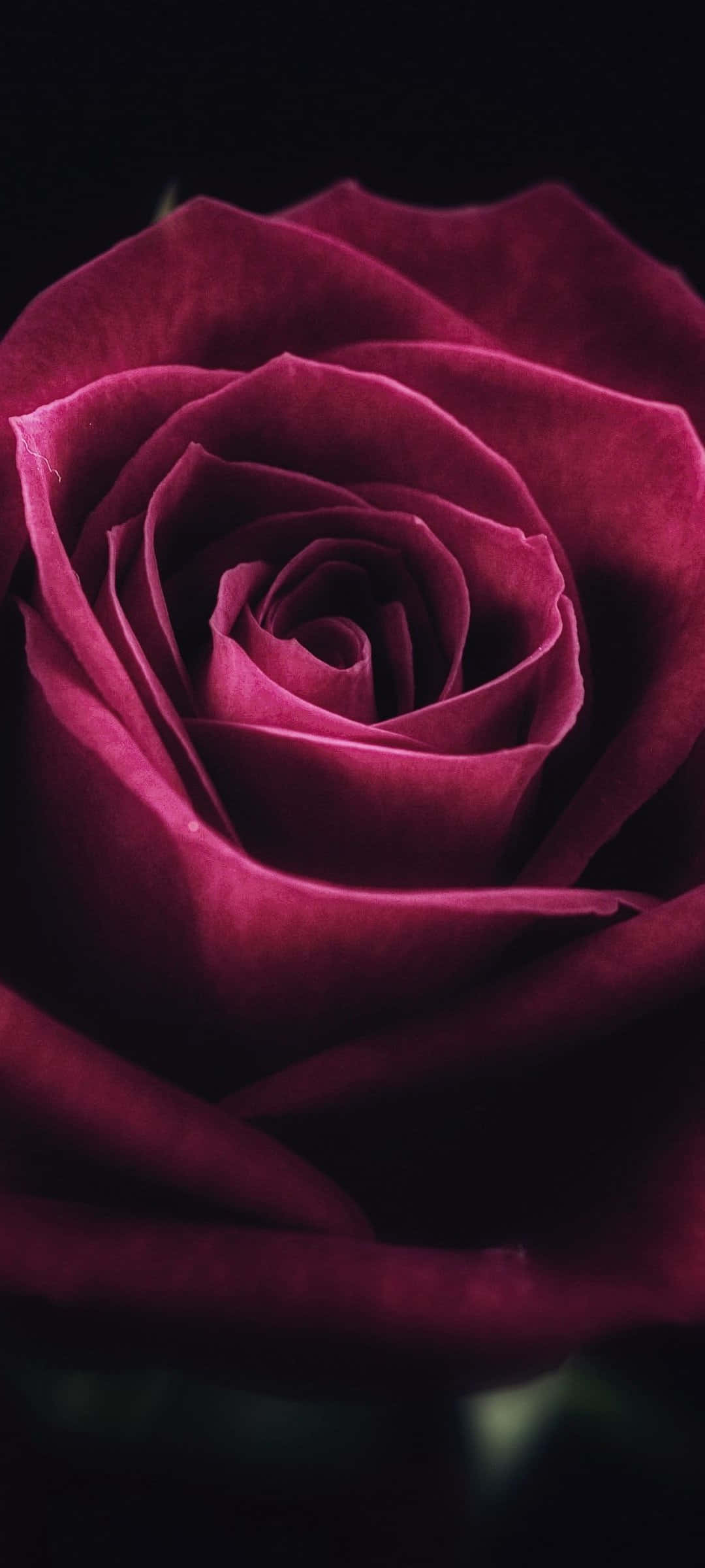 Cute Rose 桌布 壁紙 — 特寫一朵深紫紅色玫瑰，天鵝絨般的花瓣在黑色背景上向內盤旋。