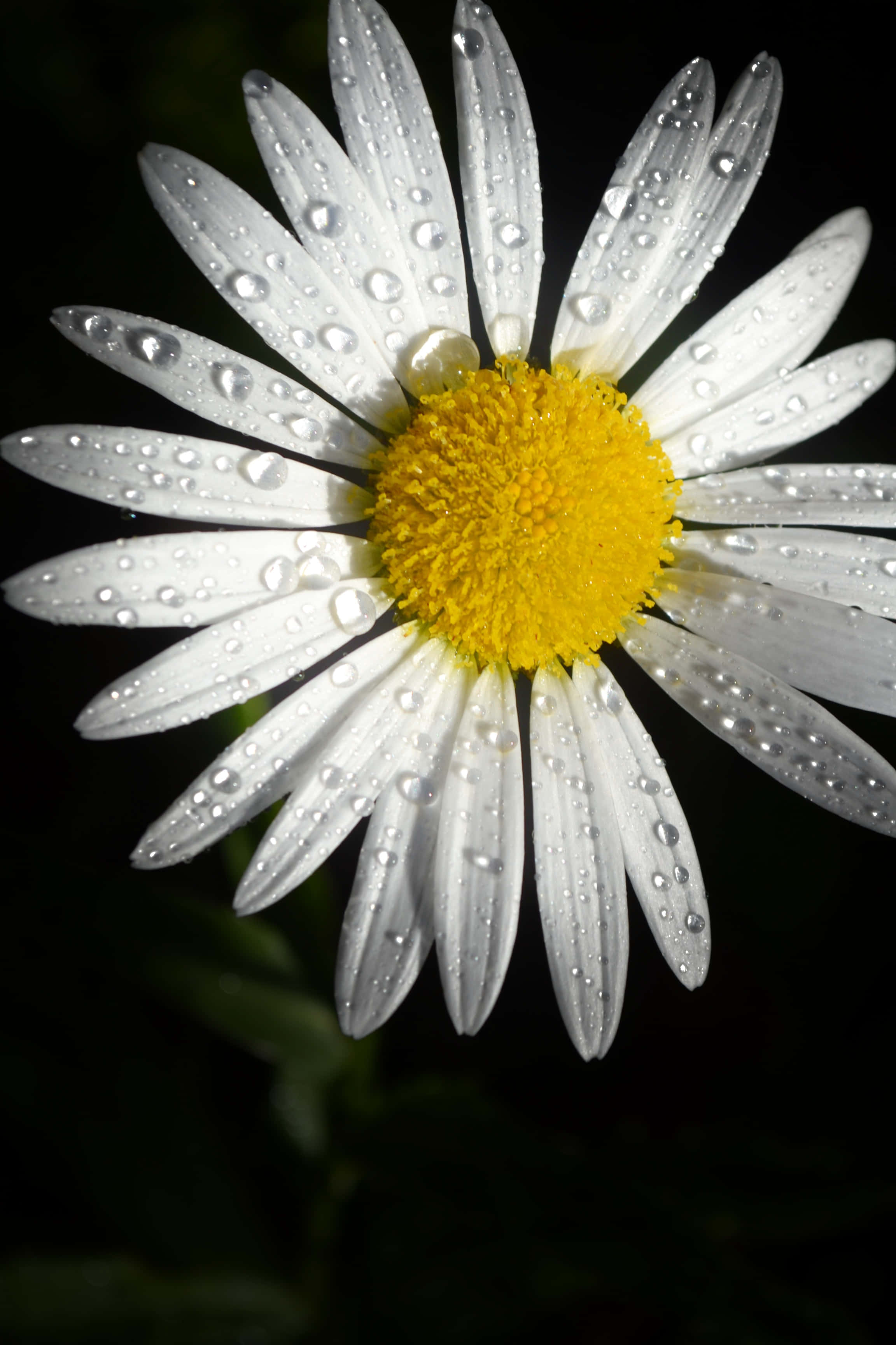 Daisy Flower 桌布 壁紙 — 特寫一朵白色雛菊，帶有明亮的黃色中心，覆蓋著閃閃發光的露珠，背景為深色。