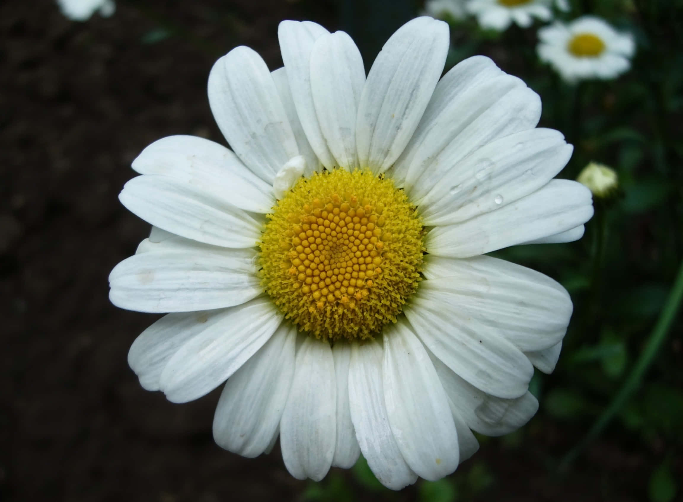 Daisy 桌布 壁紙 — 特寫一朵白色雛菊，帶有鮮豔的黃色花心和花瓣上的露珠，背景是模糊的綠色。