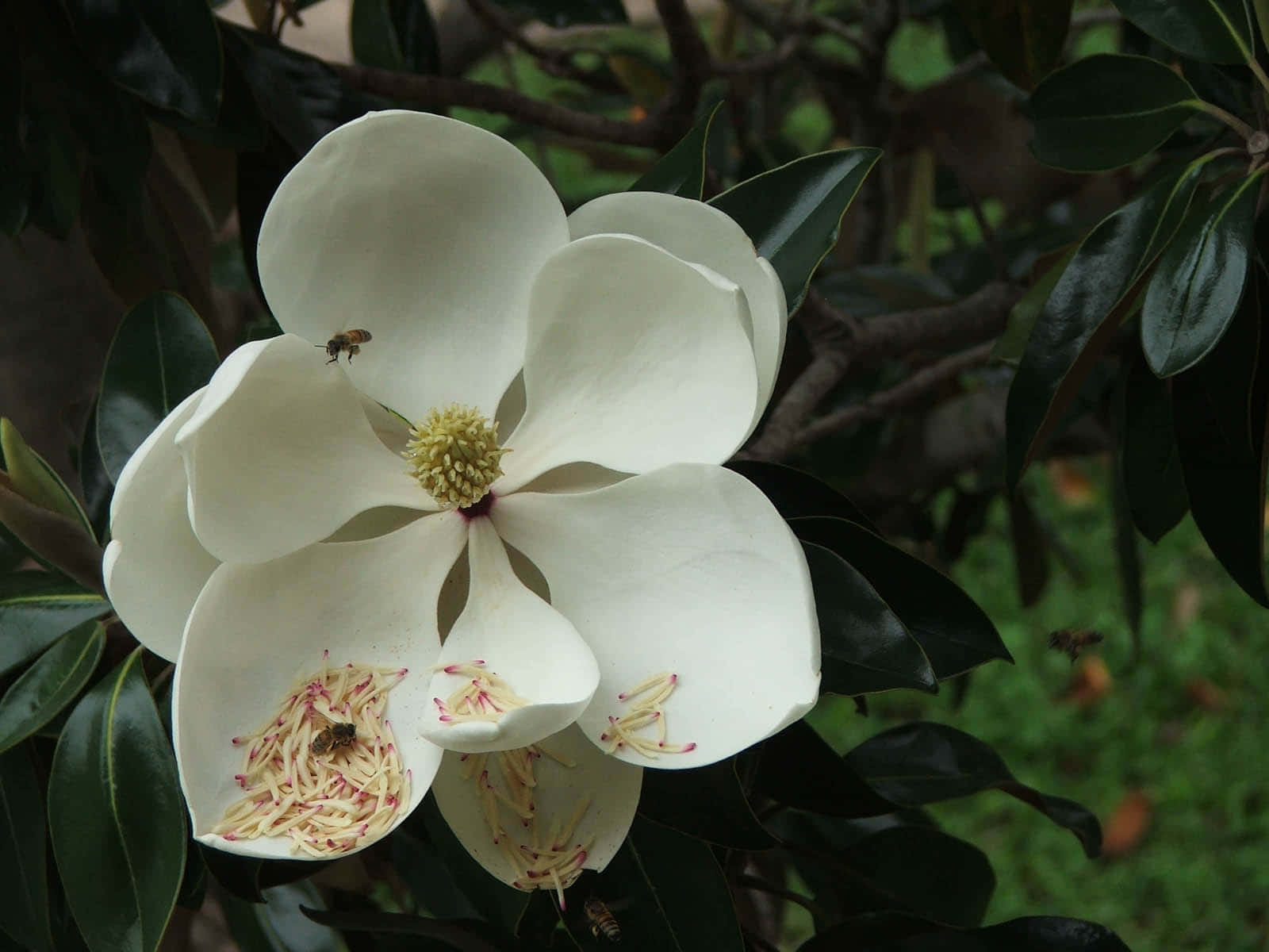 Magnolia 桌布 壁紙 — 特寫一朵純白木蘭花，蜜蜂在花蕊附近飛舞，背景是深綠色樹葉。