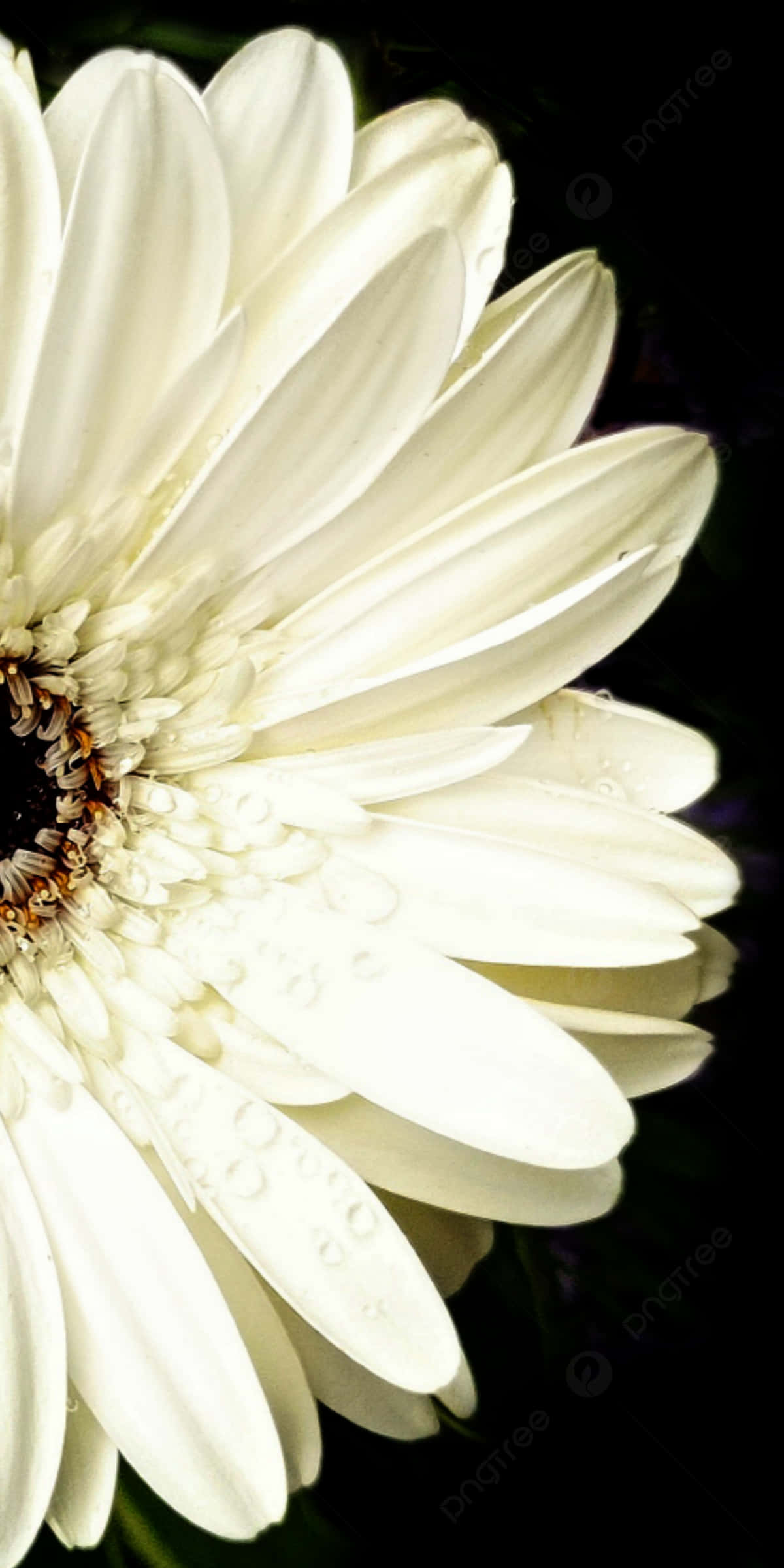 Black And White Flower iPhone 桌布 壁紙 — 特寫一朵純白雛菊，花瓣上閃爍著露珠，襯托在深色背景上。