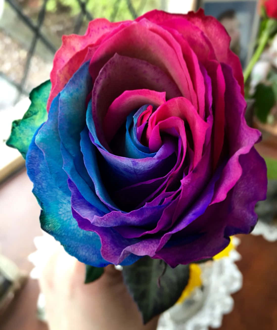 玫瑰花 桌布 壁紙 — 特寫一朵鮮豔的彩虹玫瑰，花瓣從粉紅色過渡到藍色再到紫色，在柔和自然光中輕輕握著。