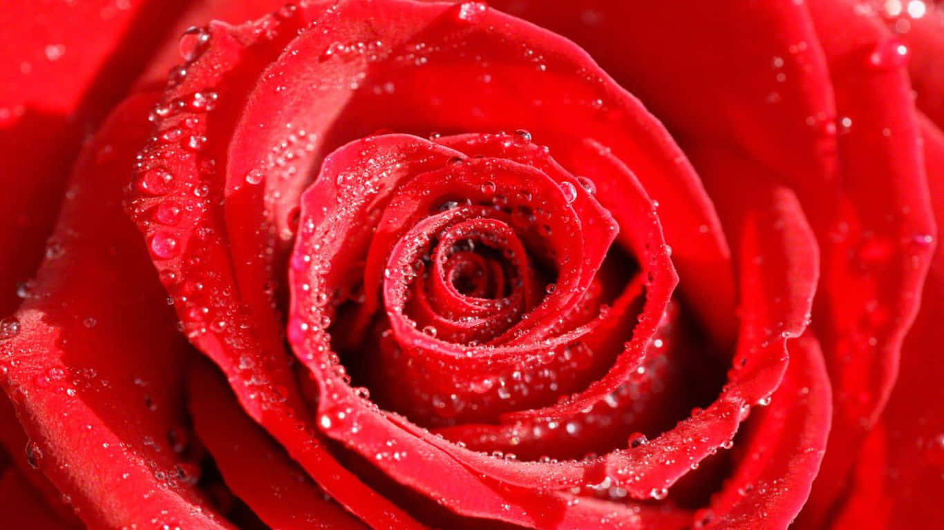 1366x768 Roses 桌布 壁紙 — 特寫一朵鮮豔的紅玫瑰，在柔和日光下，露珠在其天鵝絨般的花瓣上閃閃發光。