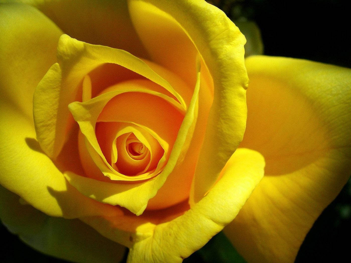 Roses 桌布 壁紙 — 特寫一朵鮮黃色玫瑰，帶有橙色漸變中心，在深色背景上呈現柔和陰影。