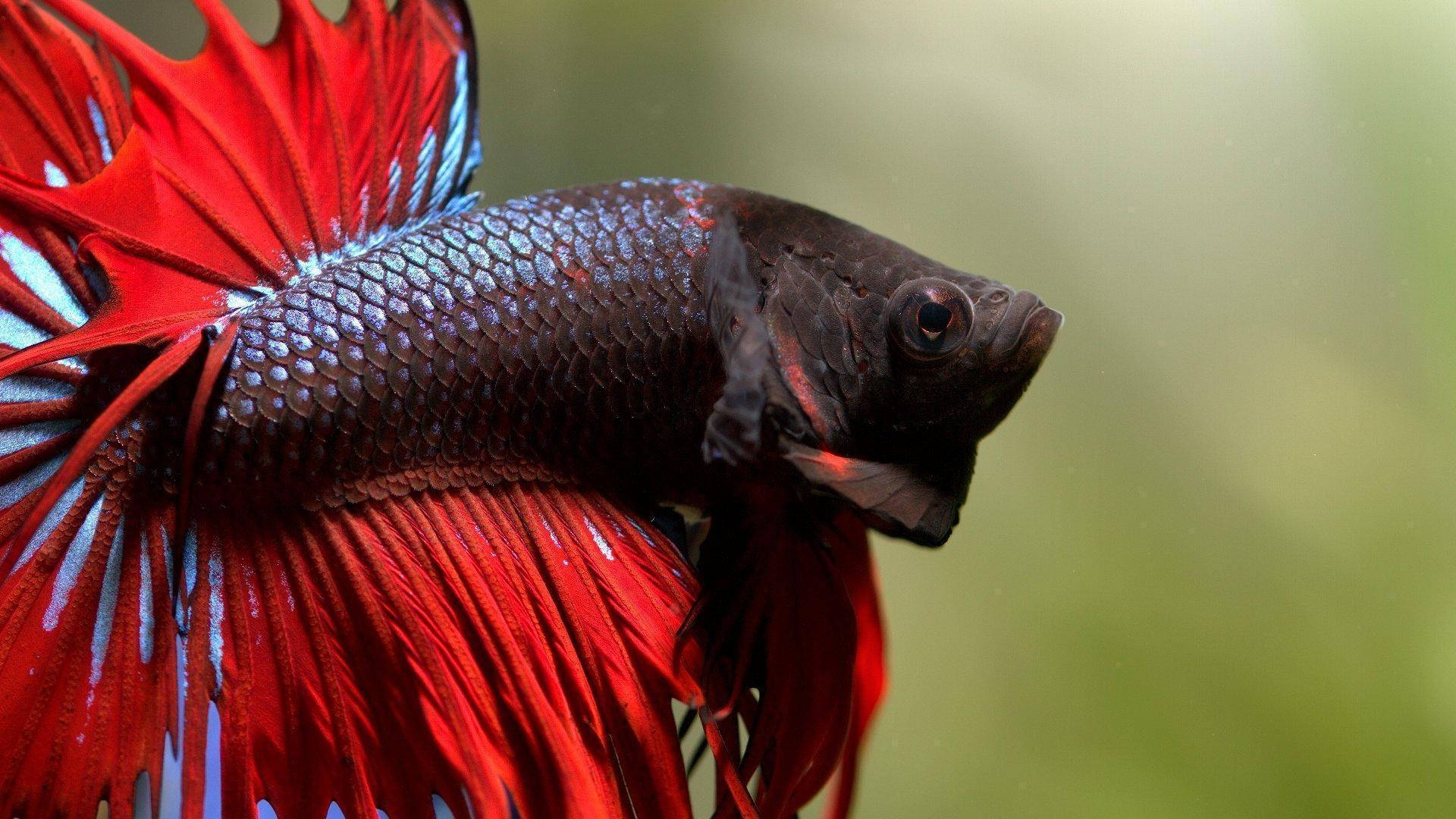 Betta Fish 桌布 壁紙 — 特寫一條鮮豔的紅藍鬥魚，擁有流動的魚鰭，在清澈的水中游動。