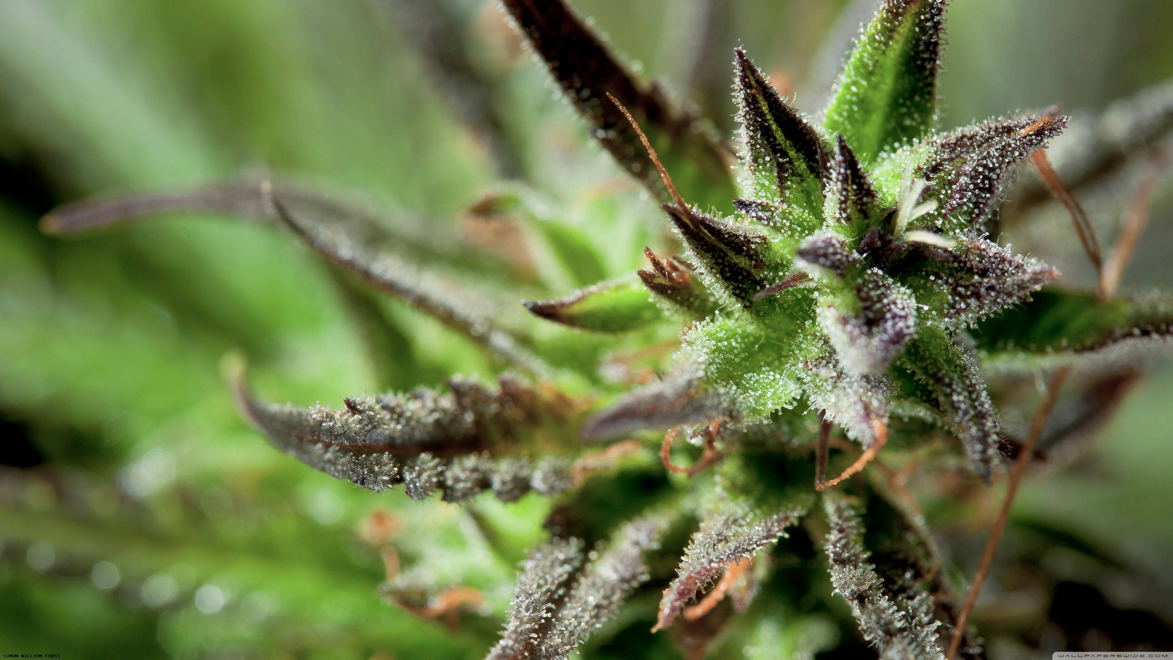 大麻 桌布 壁紙 — 特寫一棵被露水覆蓋的植物，有毛茸茸的綠色葉子和深色尖刺尖端，背景是柔和模糊的綠色。
