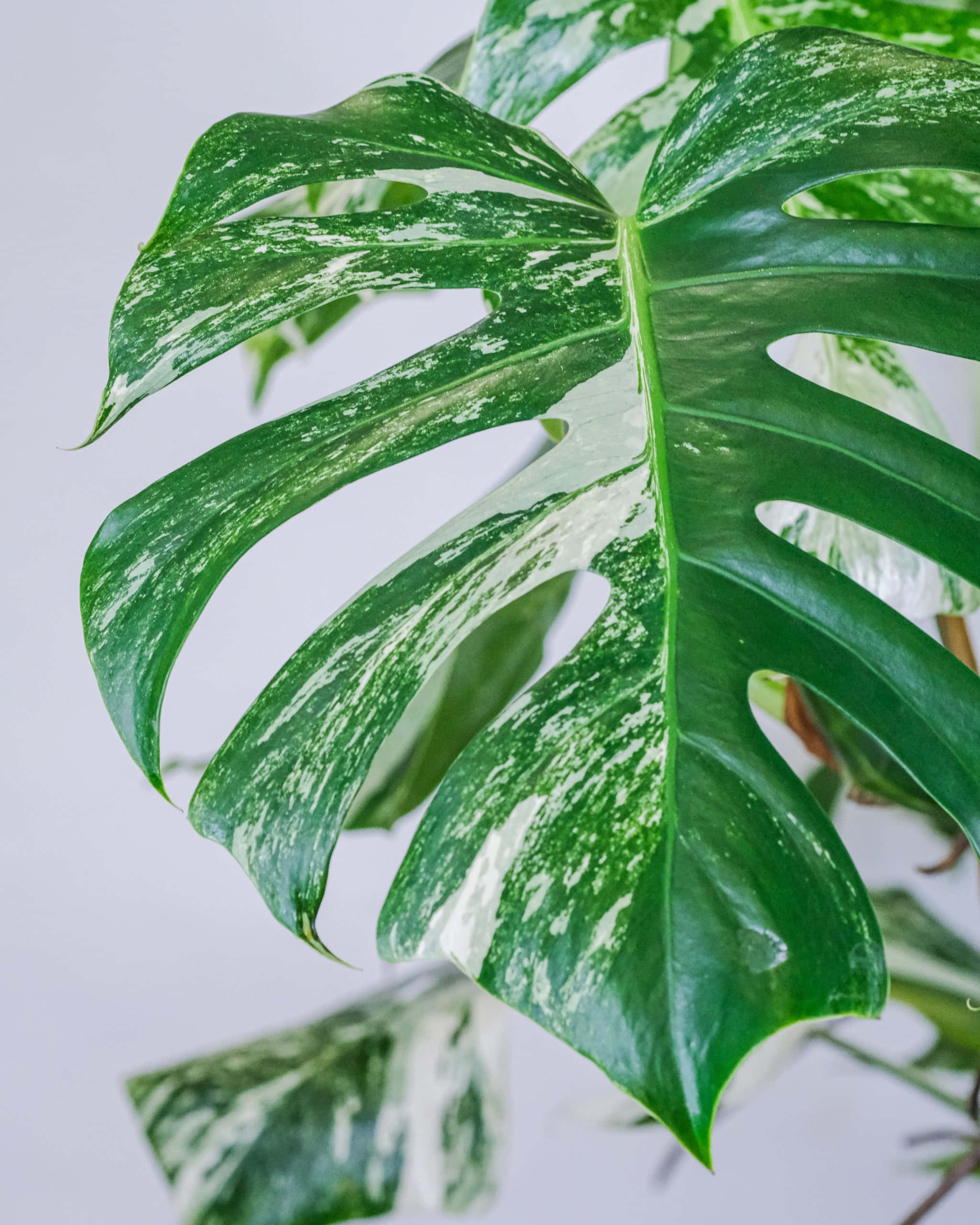 龜背芋 桌布 壁紙 — 特寫一片帶有鮮明綠色和白色圖案的雜色龜背竹葉，襯以柔和的白色背景。