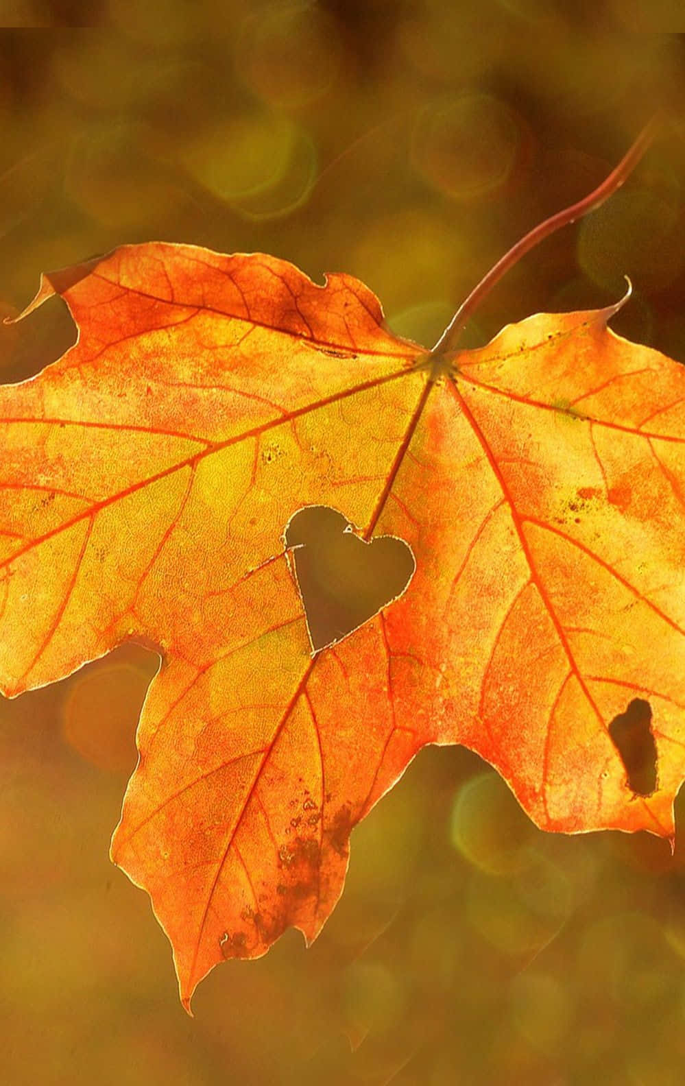 Autumnal Equinox 桌布 壁紙 — 特寫一片鮮豔的橙色楓葉，葉上有一個心形孔洞，在溫暖的散景背景下發光。
