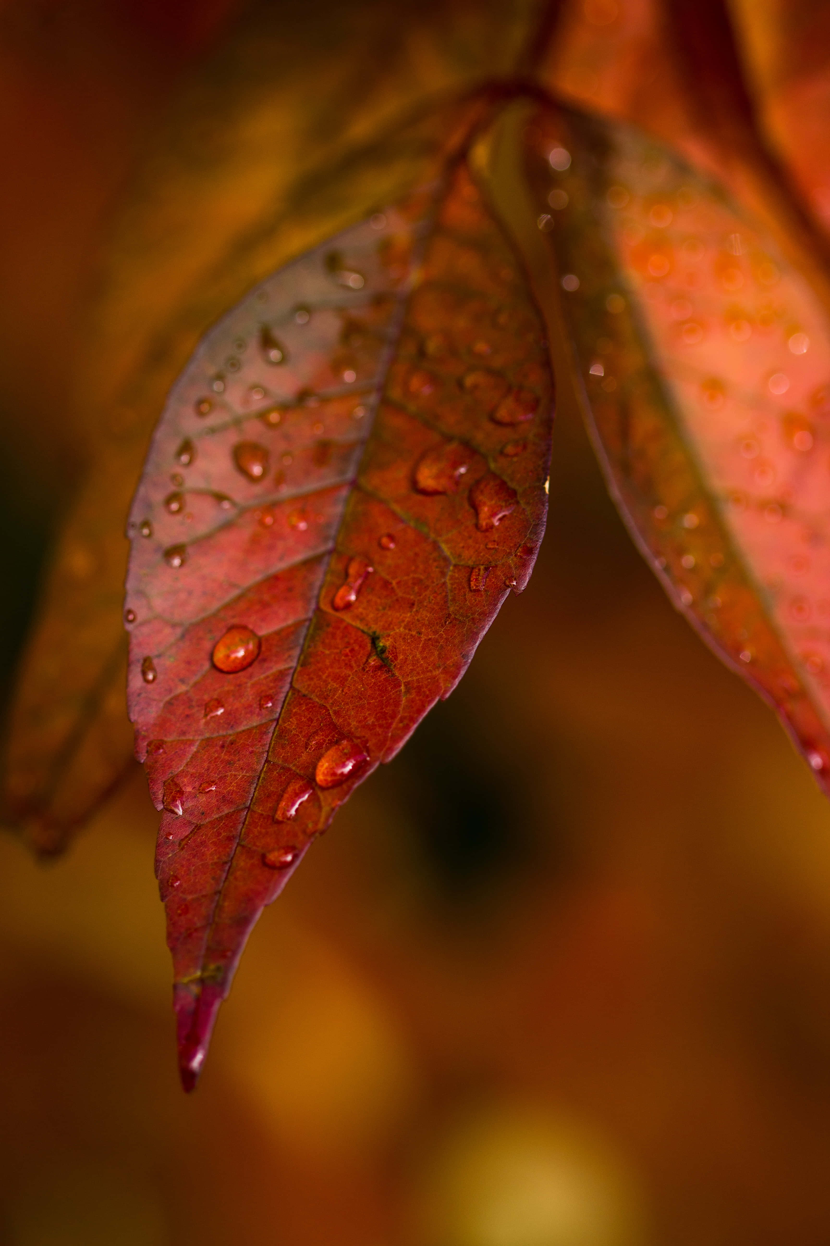 Fall Rain 桌布 壁紙 — 特寫一片鮮豔的紅色秋葉，在溫暖模糊的背景上閃爍著露珠。