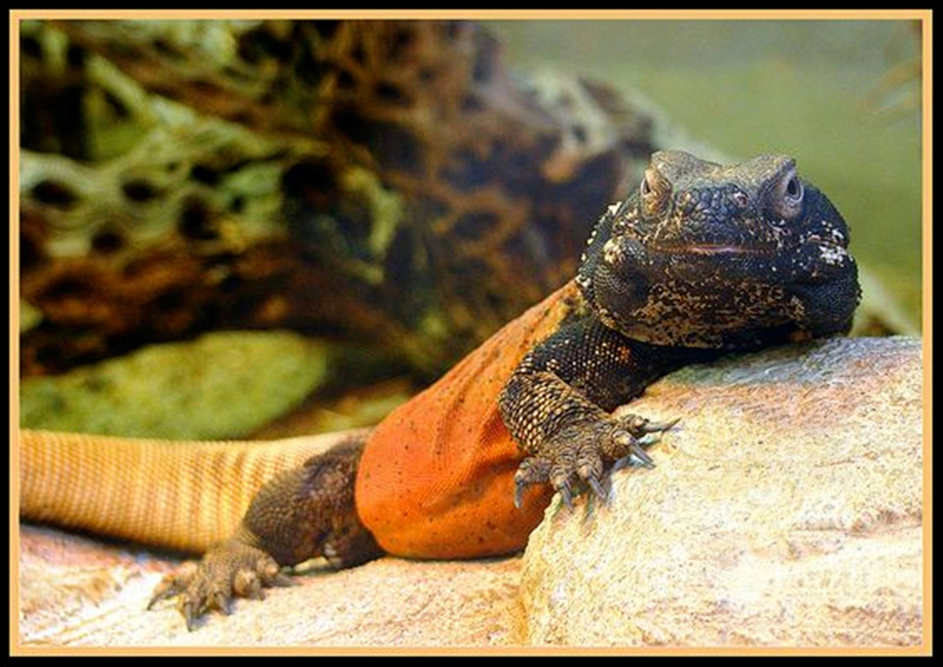 lizard 桌布 壁紙 — 特寫一隻充滿活力的橙色和黑色蜥蜴，棲息在紋理岩石上，背景模糊自然。