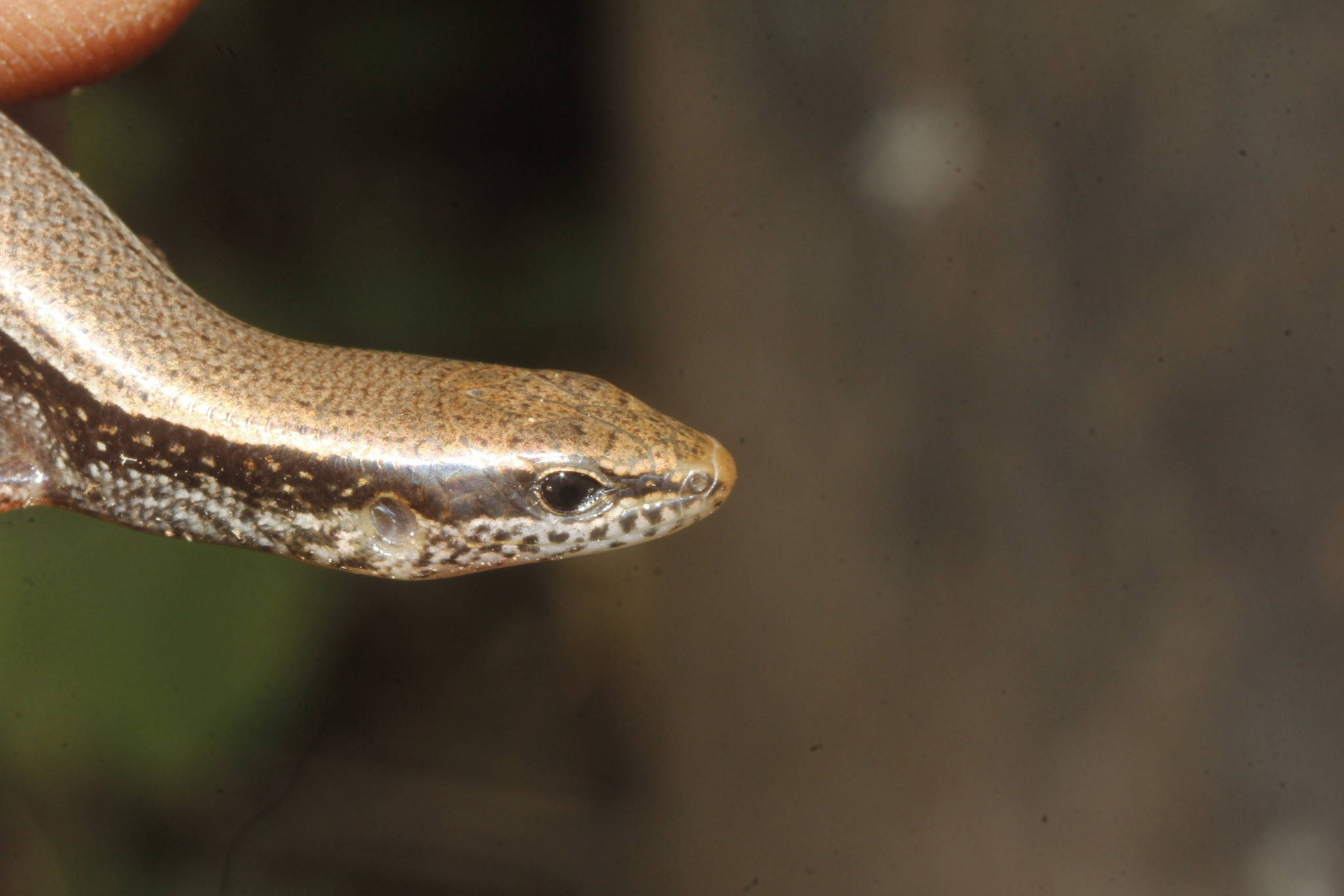 reptile 桌布 壁紙 — 特寫一隻帶有斑點鱗片的小棕色蜥蜴，被人類手指輕輕握住，背景是模糊的自然景色。