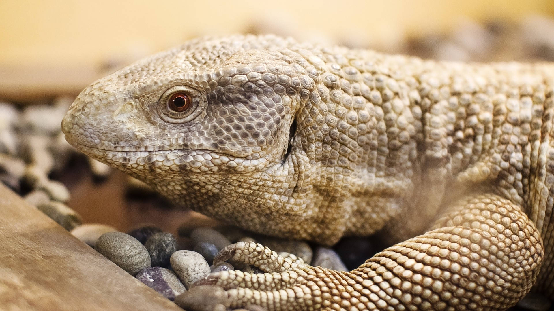 reptile 桌布 壁紙 — 特寫一隻有紋理的米色蜥蜴，在光滑的石頭和木頭上休息，帶有柔和溫暖的燈光。