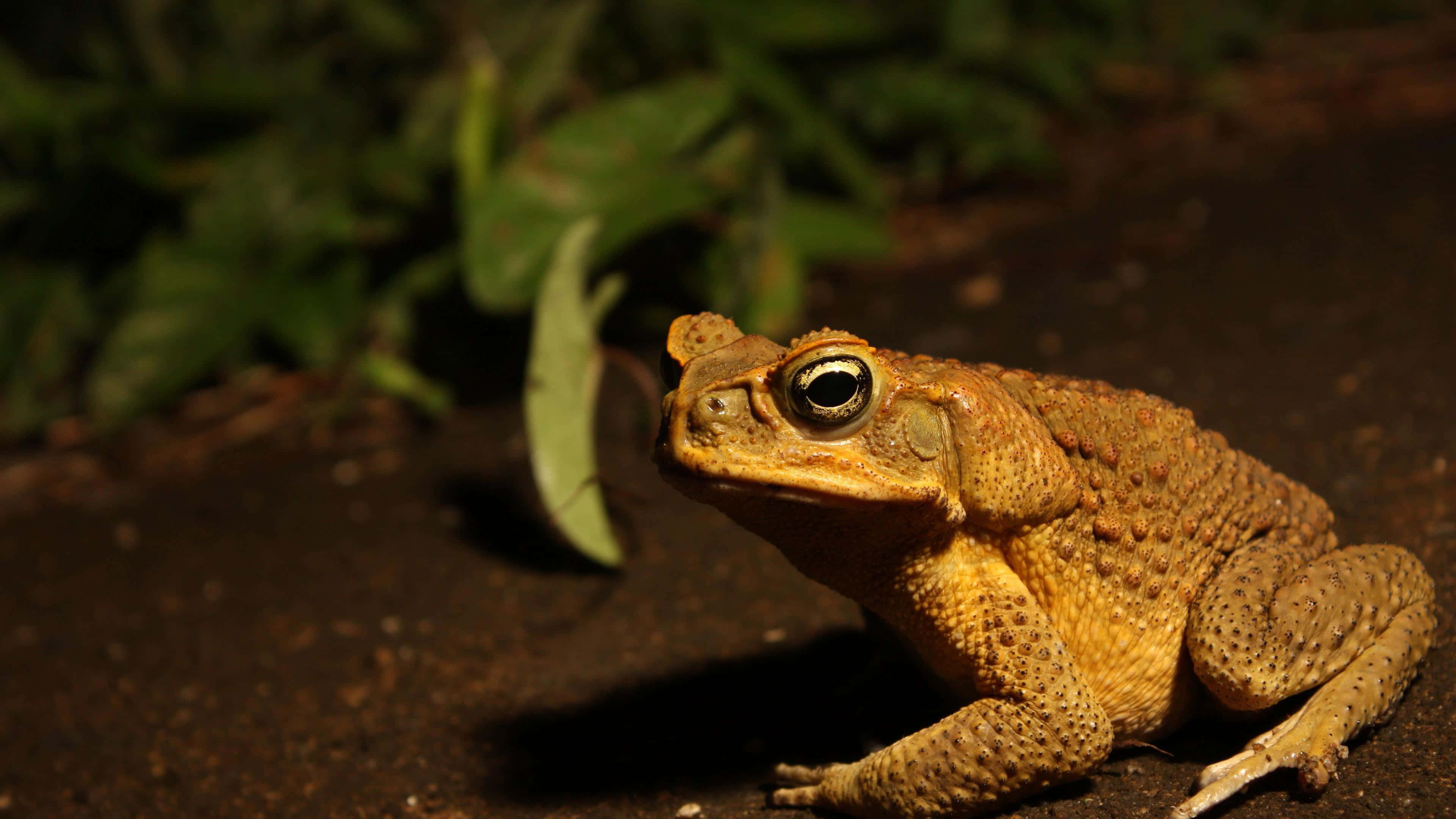 toad 桌布 壁紙 — 特寫一隻有紋理的蟾蜍，大眼睛，坐在深色泥土上，背景是模糊的綠色樹葉。