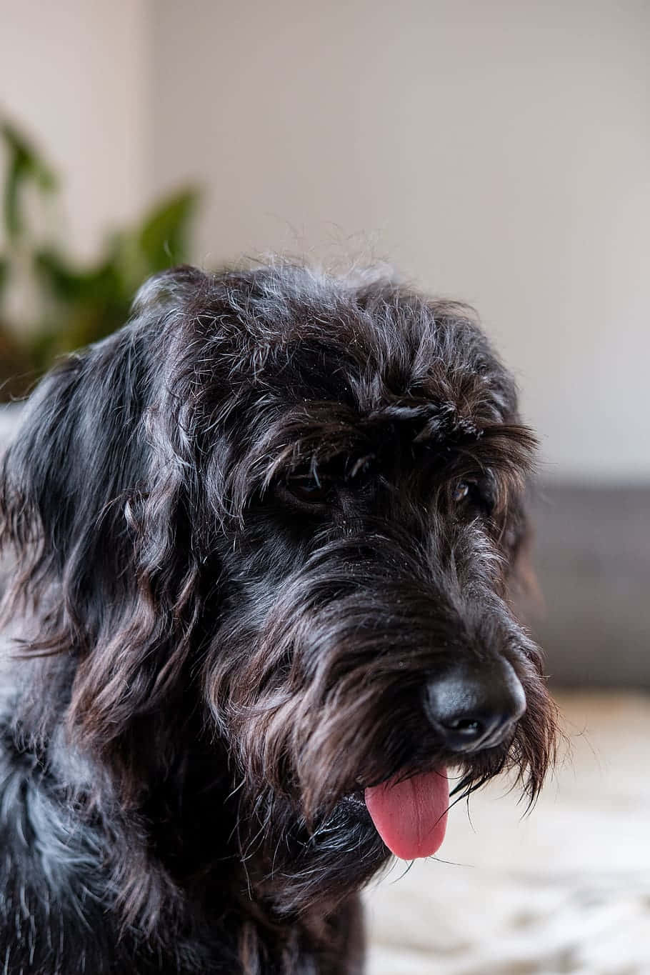 Labradoodle 桌布 壁紙 — 特寫一隻毛茸茸的黑狗，伸出粉紅色舌頭，在室內看起來很放鬆。