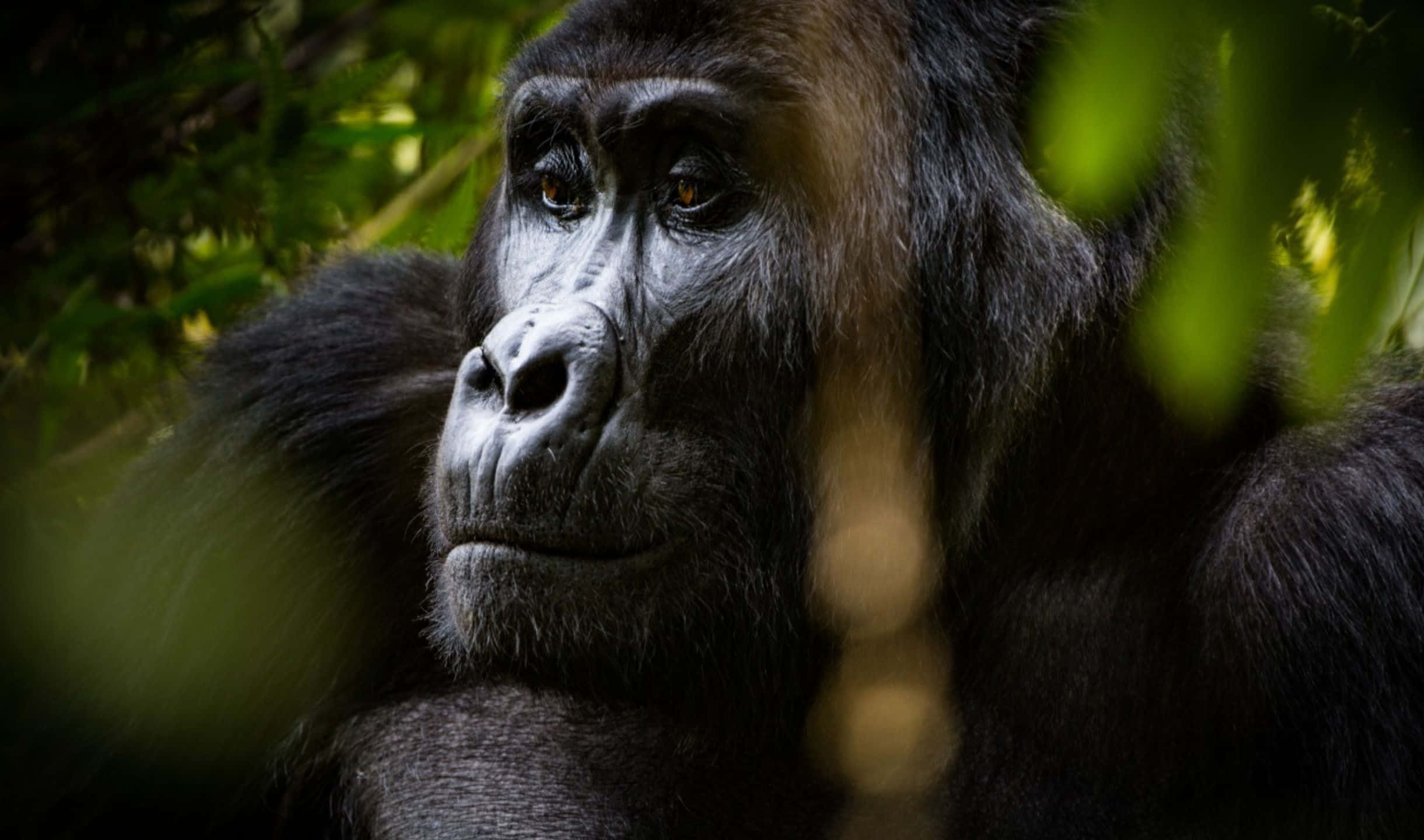 2440x1440 Gorilla 桌布 壁紙 — 特寫一隻沉思中的大猩猩，深邃的琥珀色眼睛被茂密叢林中翠綠的樹葉所環繞。