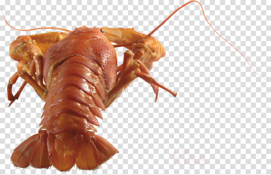 Crawfish 桌布 壁紙 — 特寫一隻煮熟的小龍蝦，帶有光澤的橙色外殼和長觸角，背景為格子圖案。