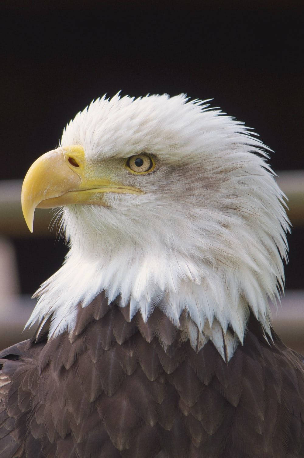 Bald Eagle 桌布 壁紙 — 特寫一隻白頭鷹的強烈目光，白色頭部羽毛和尖銳黃色喙，背景深色。