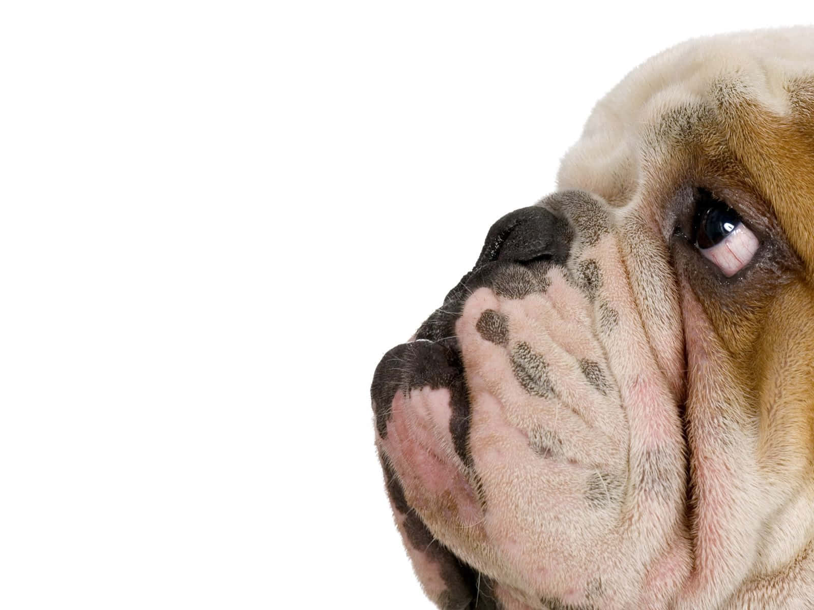 寵物動圖 桌布 壁紙 — 特寫一隻皺紋滿面的鬥牛犬臉部，向上望，背景為純白色。