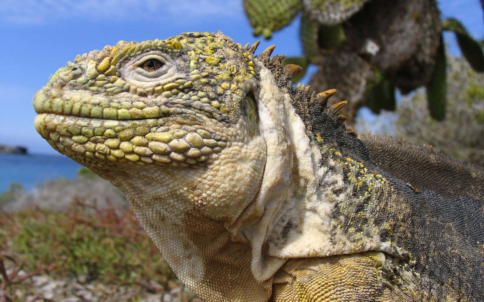 reptile 桌布 壁紙 — 特寫一隻綠色和黃色的鬣蜥，帶有尖刺冠，棲息在仙人掌上，靠近藍色海洋，天空晴朗。