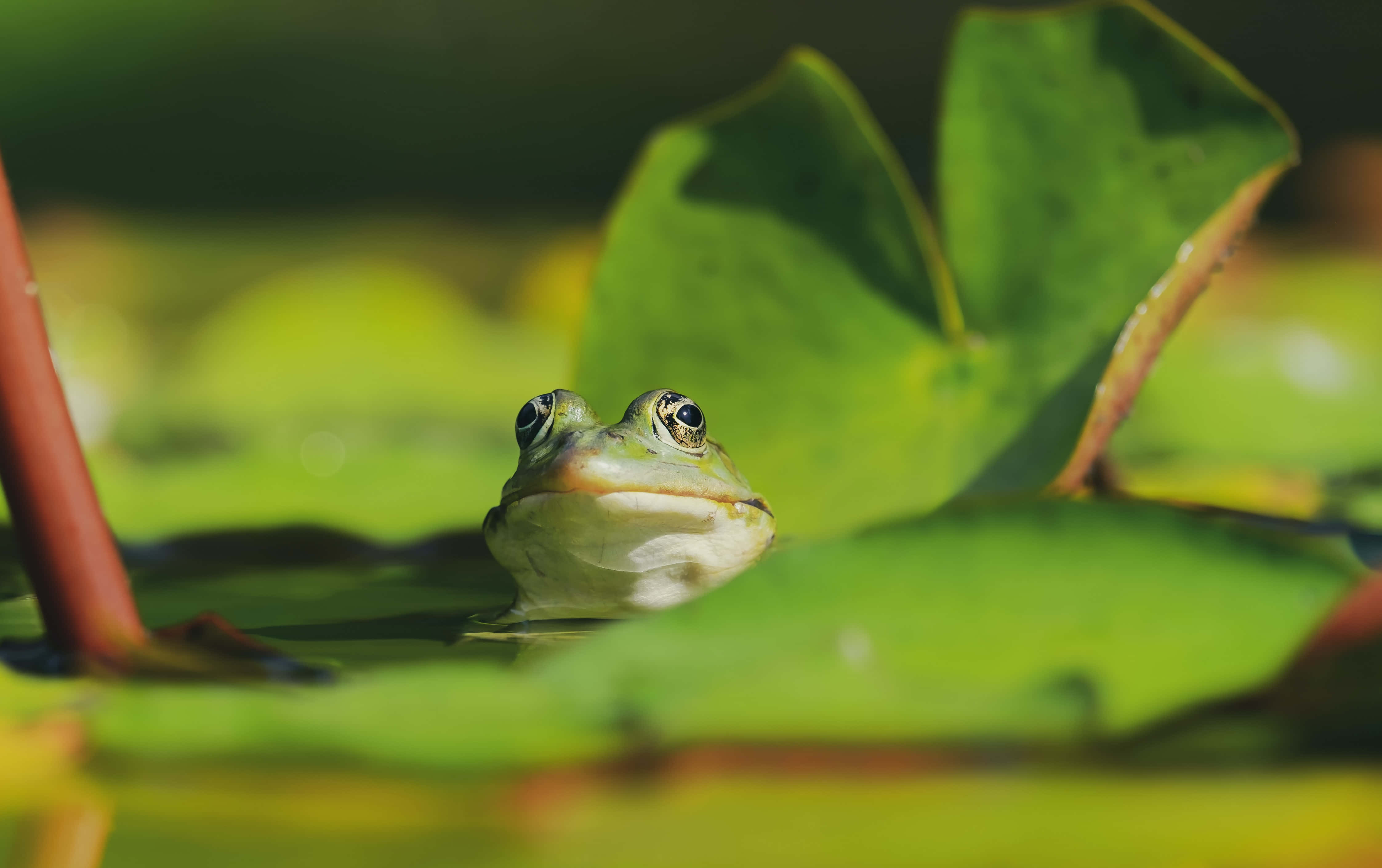 Frog 桌布 壁紙 — 特寫一隻綠色青蛙在柔和陽光下從水中探出頭來，旁邊有睡蓮葉。