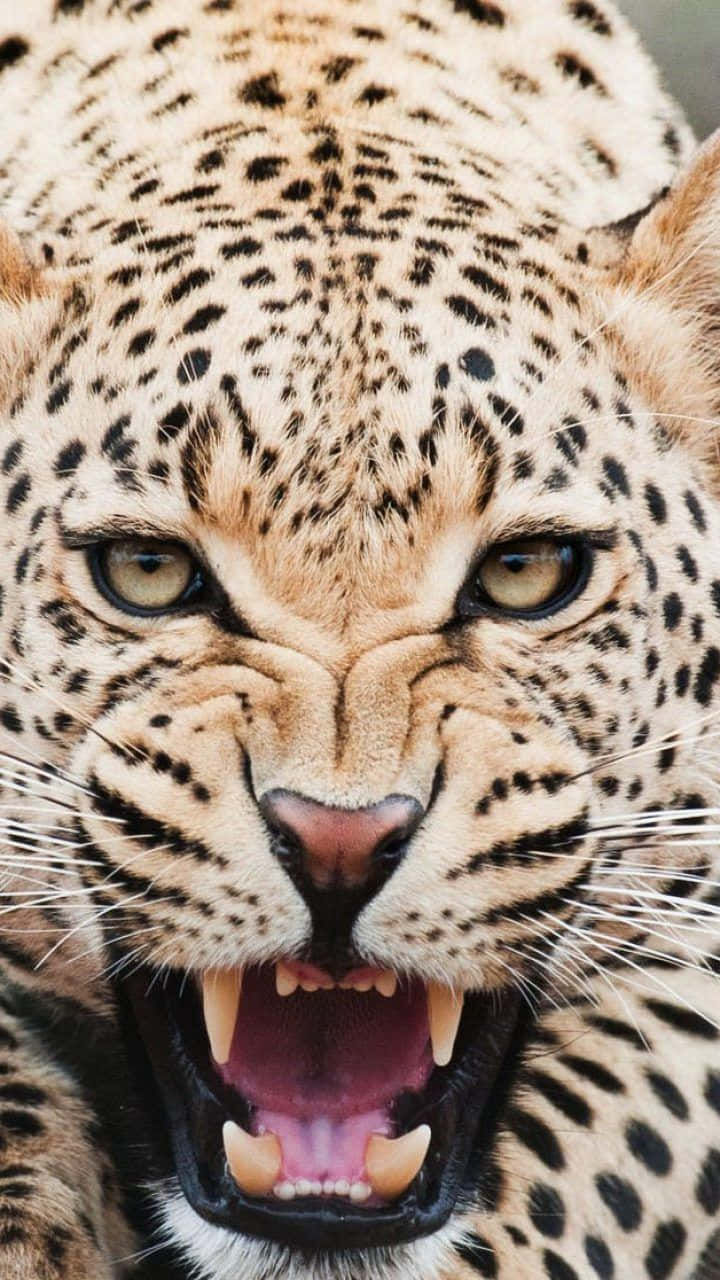 Animals iPhone 桌布 壁紙 — 特寫一隻豹在模糊的自然背景下齜牙咧嘴，露出金色銳利的眼睛。