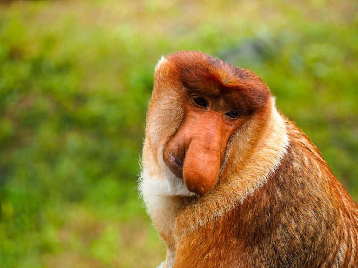 animals 桌布 壁紙 — 特寫一隻長鼻猴，擁有大的紅褐色鼻子和棕色毛髮，背景是模糊的綠色。