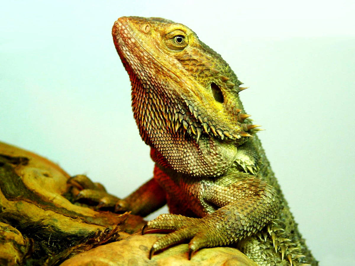 reptile 桌布 壁紙 — 特寫一隻鬍鬚龍棲息在紋理清晰的木頭上，背景光線柔和。