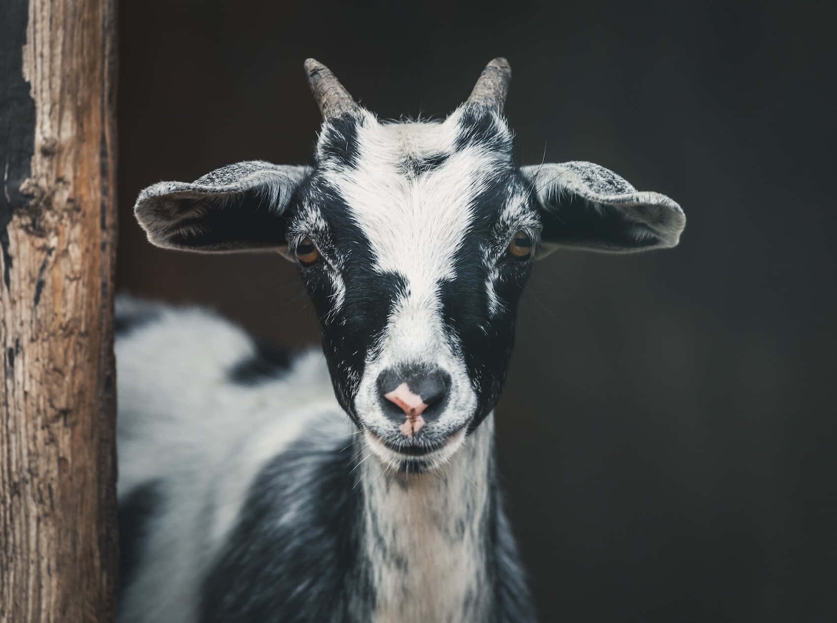 動物 桌布 壁紙 — 特寫一隻黑白山羊豎起警覺的耳朵，從木柱後探出頭來，背景昏暗。