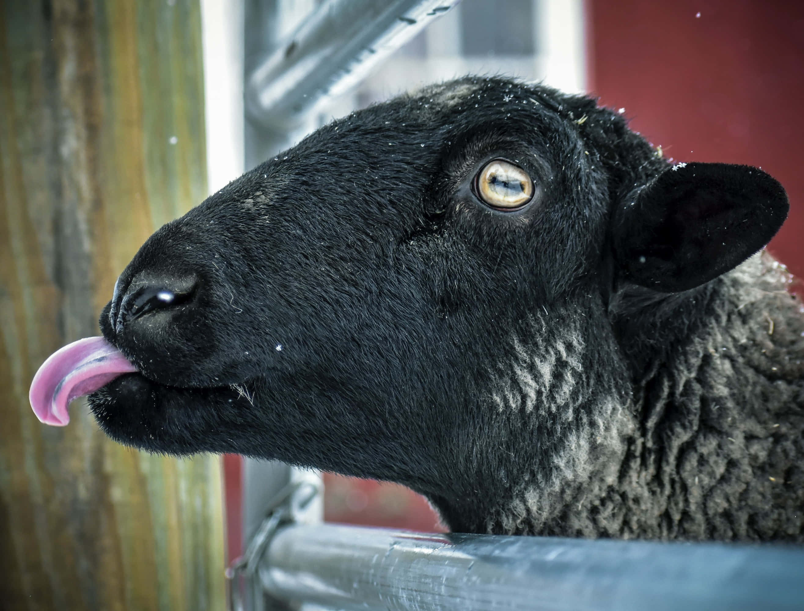 Black Sheep 桌布 壁紙 — 特寫一隻黑羊在雪景中從金屬圍欄後伸出粉紅色舌頭。