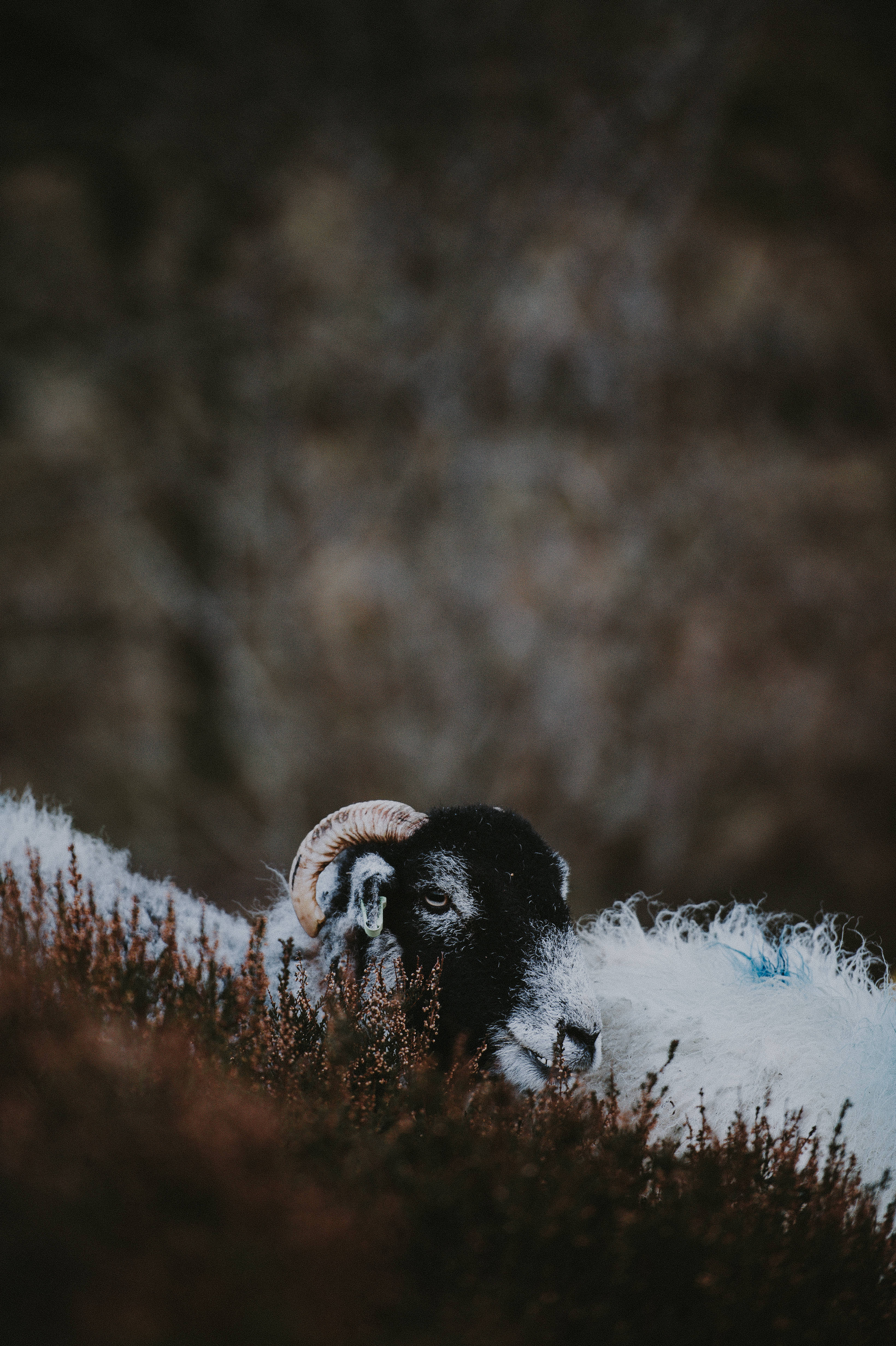 Sheep 桌布 壁紙 — 特寫一隻黑臉公羊，彎曲的角，在紅褐色灌木叢中休息，背景模糊的土色。