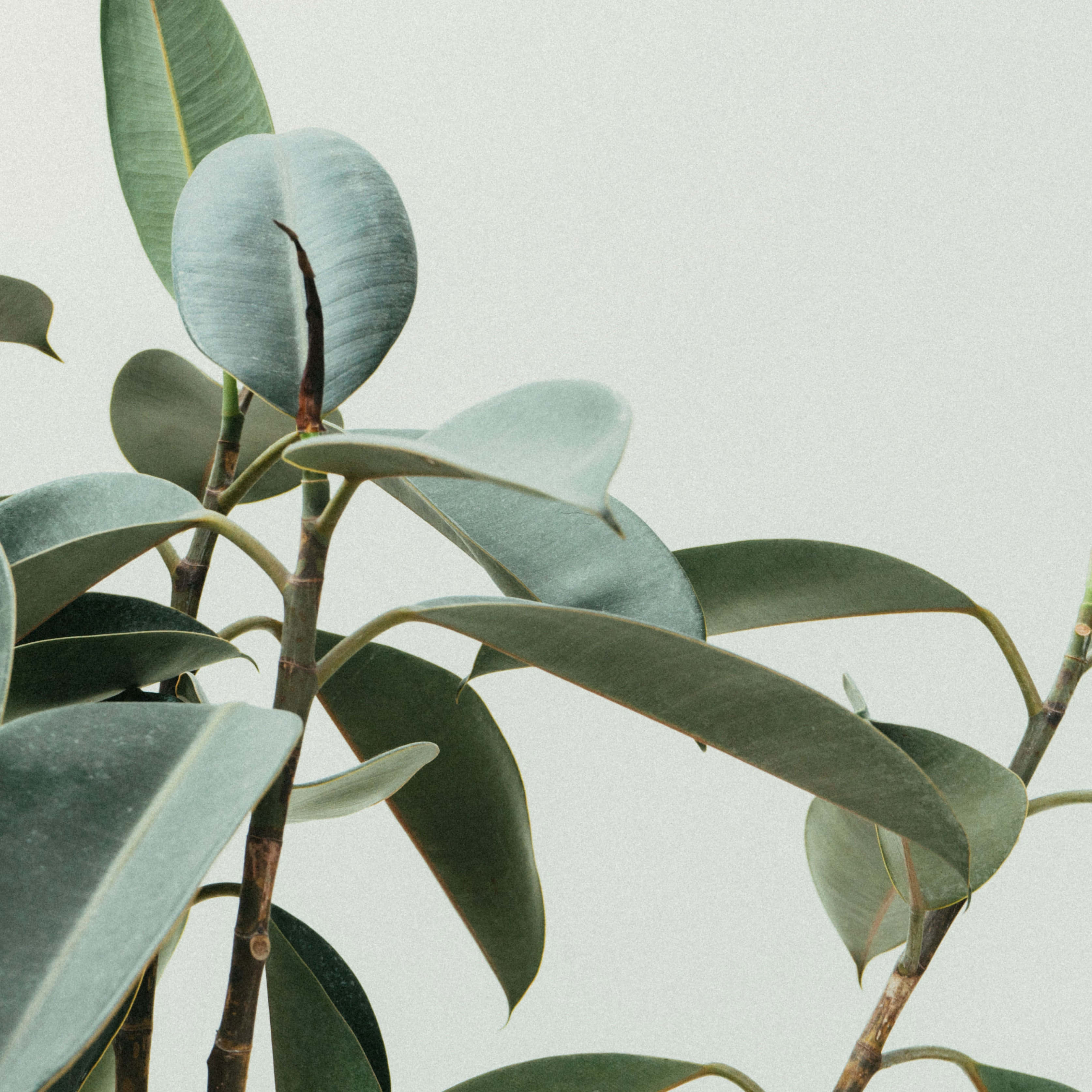 Green Plant 桌布 壁紙 — 特寫光澤橡膠植物葉片，帶有柔和綠色調，襯以柔軟灰色背景。