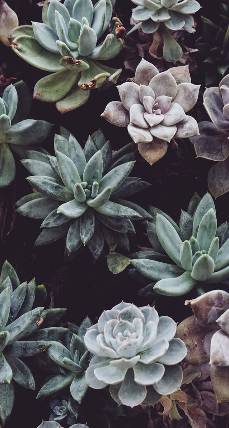 Succulents 桌布 壁紙 — 特寫各種多肉植物，帶有淡綠色和塵粉玫瑰色花瓣，襯托深色土壤。