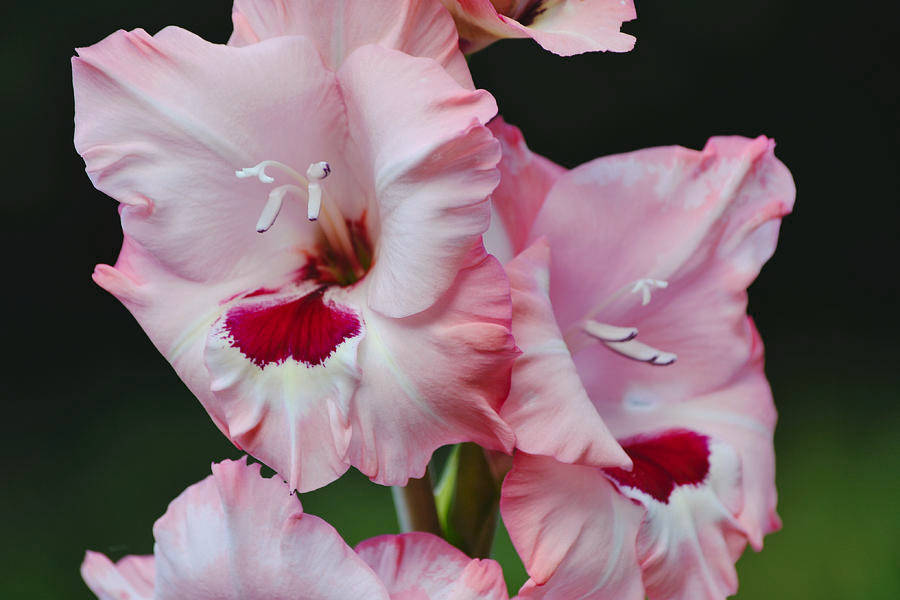 Gladiolus 桌布 壁紙 — 特寫嬌嫩的粉紅色劍蘭花，帶有深紅色中心和柔和的白色亮點，背景為深色模糊。