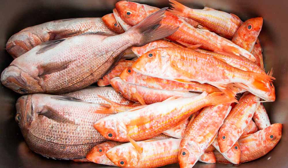 Cooking 桌布 壁紙 — 特寫新鮮生魚堆放在深色碗中，顯示橙色和銀色鱗片及細緻的眼睛。
