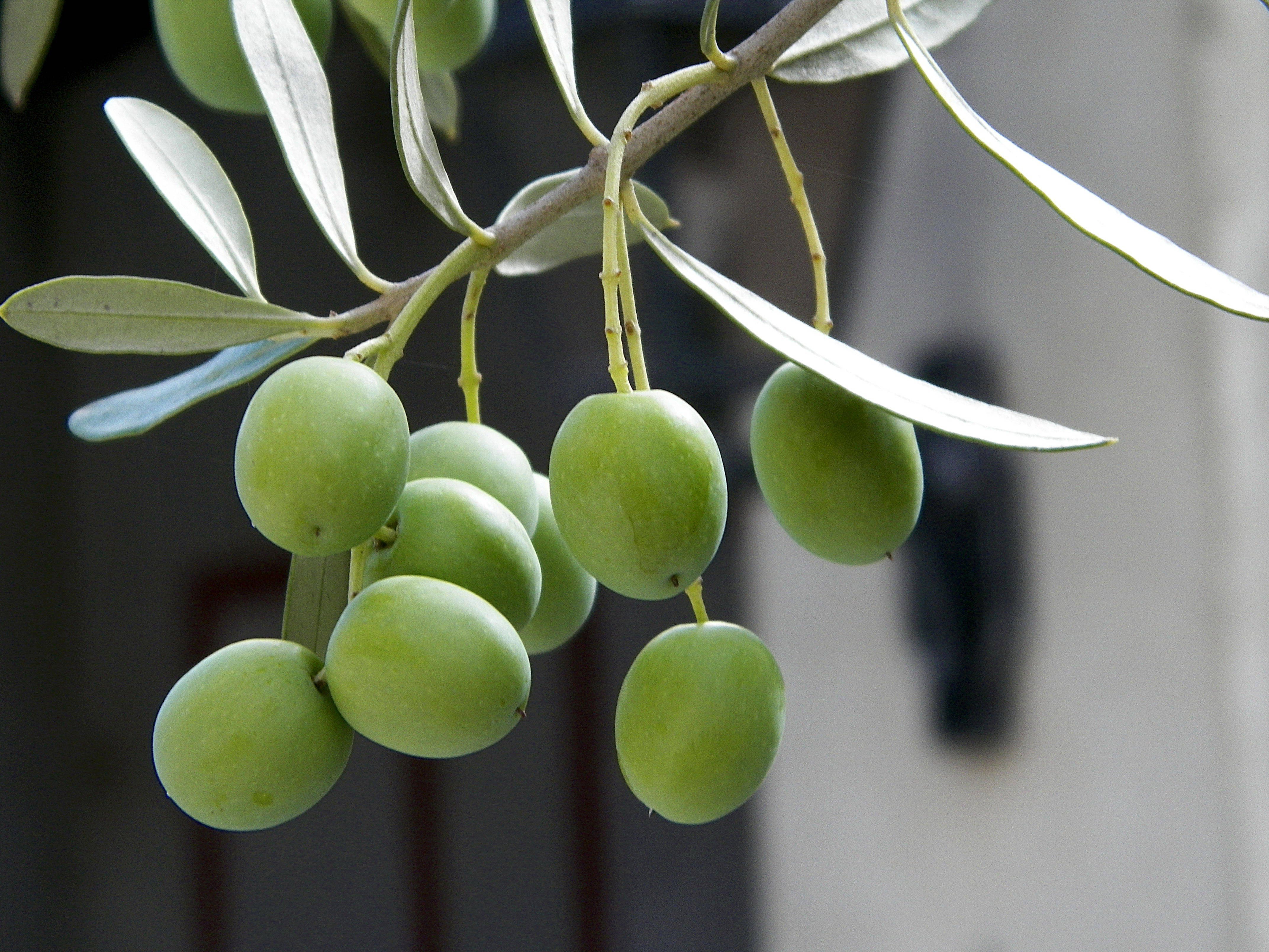 Fruit 桌布 壁紙 — 特寫新鮮青橄欖掛在樹枝上，帶有纖細的銀綠色葉子，背景模糊。