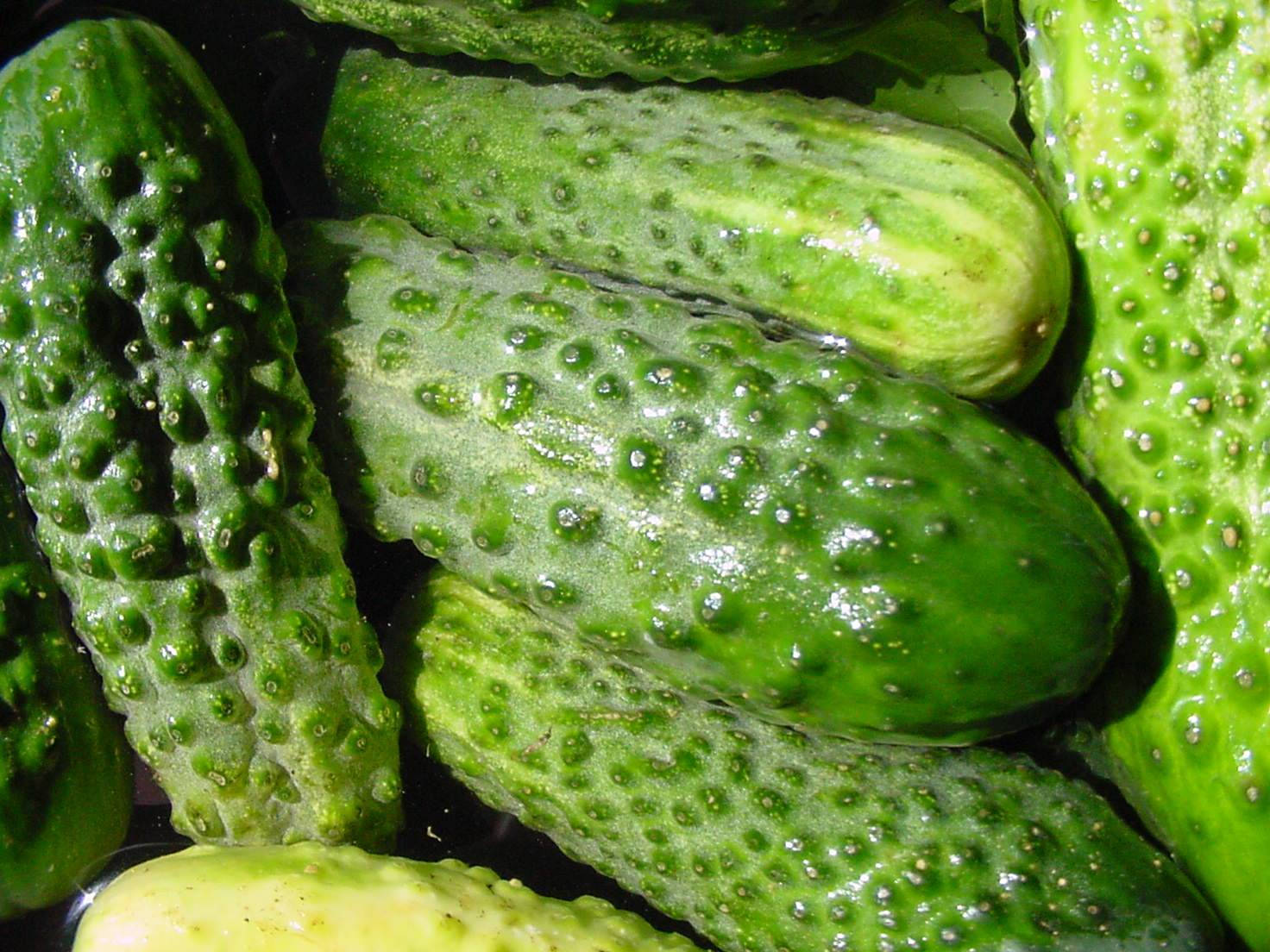 cucumber 桌布 壁紙 — 特寫新鮮青瓜，表面凹凸不平，帶有水珠，在深色背景上閃閃發光。