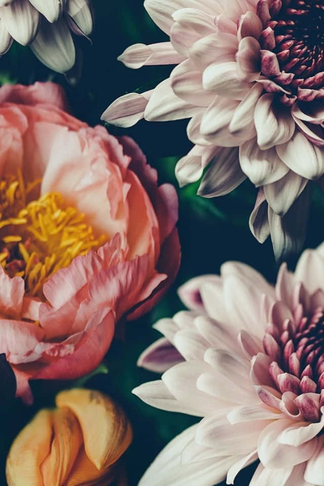 iPhone Flower 桌布 壁紙 — 特寫柔和的粉紅色和白色菊花，帶有黃色中心，背景為深綠色。
