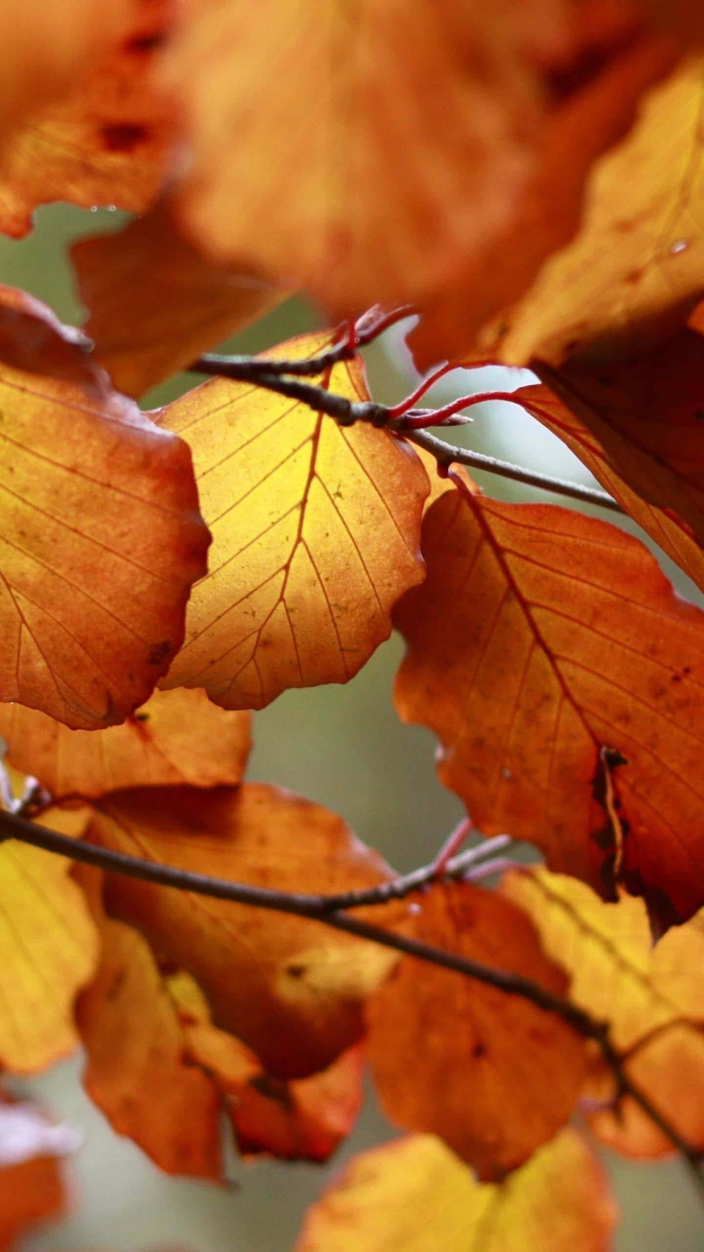 Brown Autumn 桌布 壁紙 — 特寫樹枝上鮮豔的橙色和黃色秋葉，背景柔和模糊。