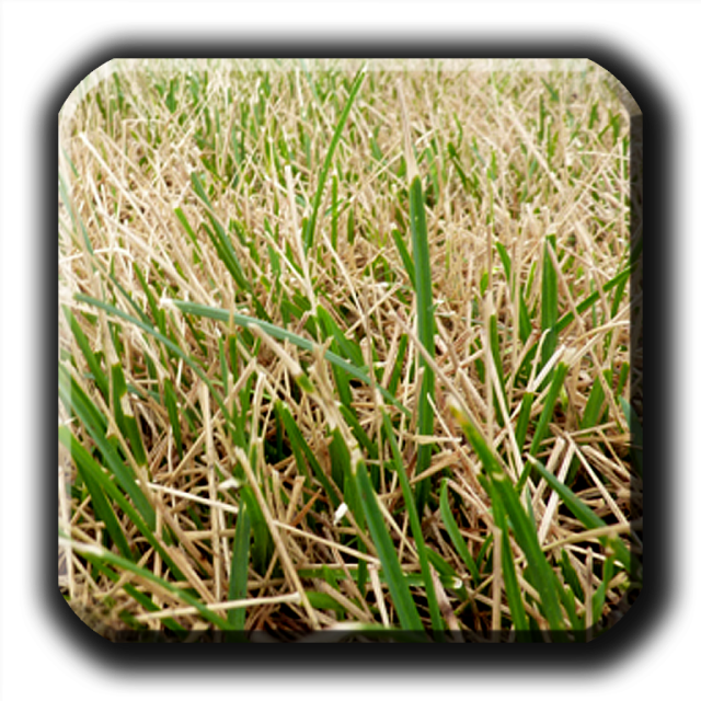 Lawn Grass 桌布 壁紙 — 特寫混合綠色和乾燥棕色草葉，在明亮日光下，邊緣柔和對焦。