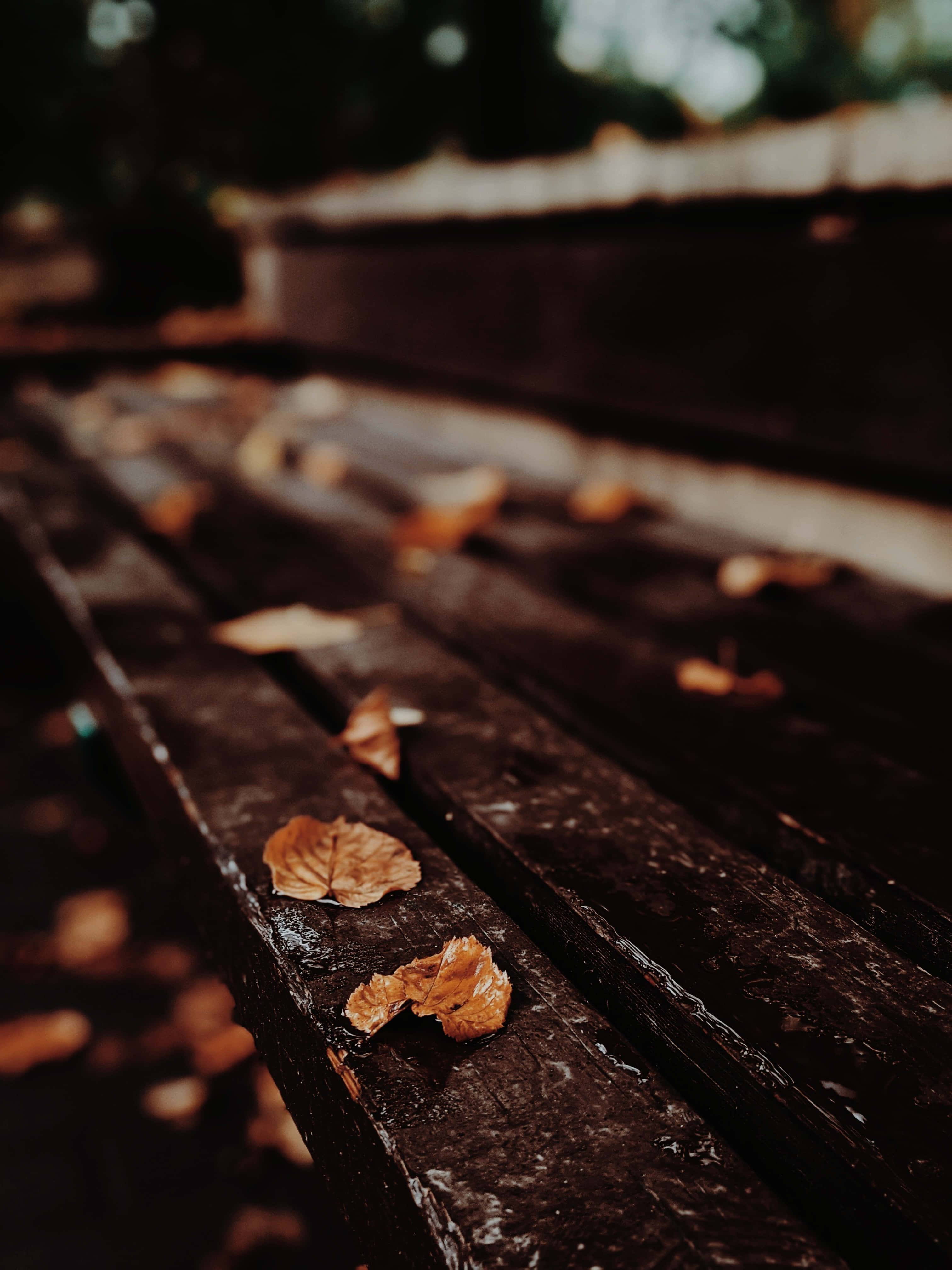 Fall Rain 桌布 壁紙 — 特寫濕木長凳板條，散落著秋葉，在柔和自然光下。